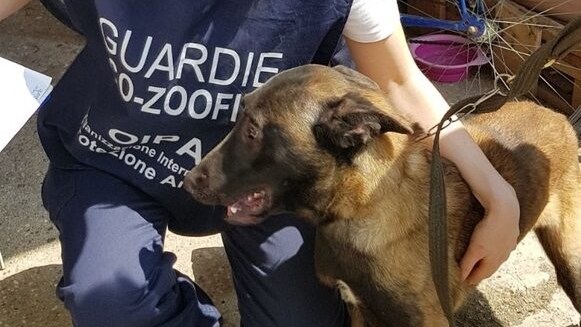 oipa sequestro udine