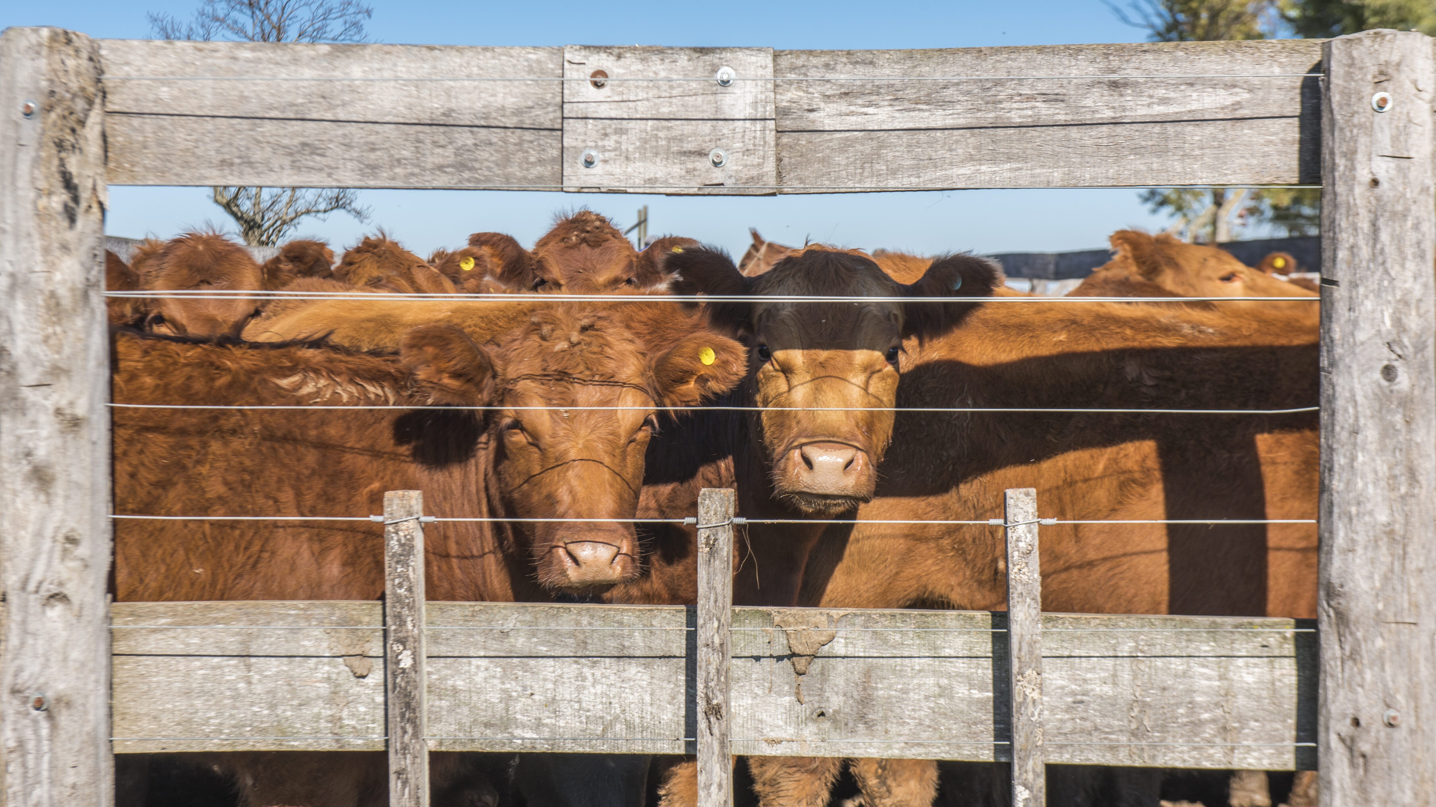 benessere in etichetta