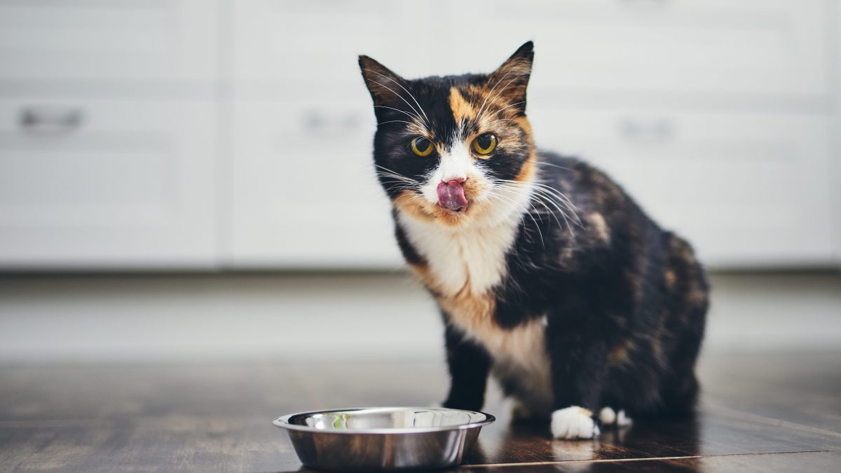 gatto cibo
