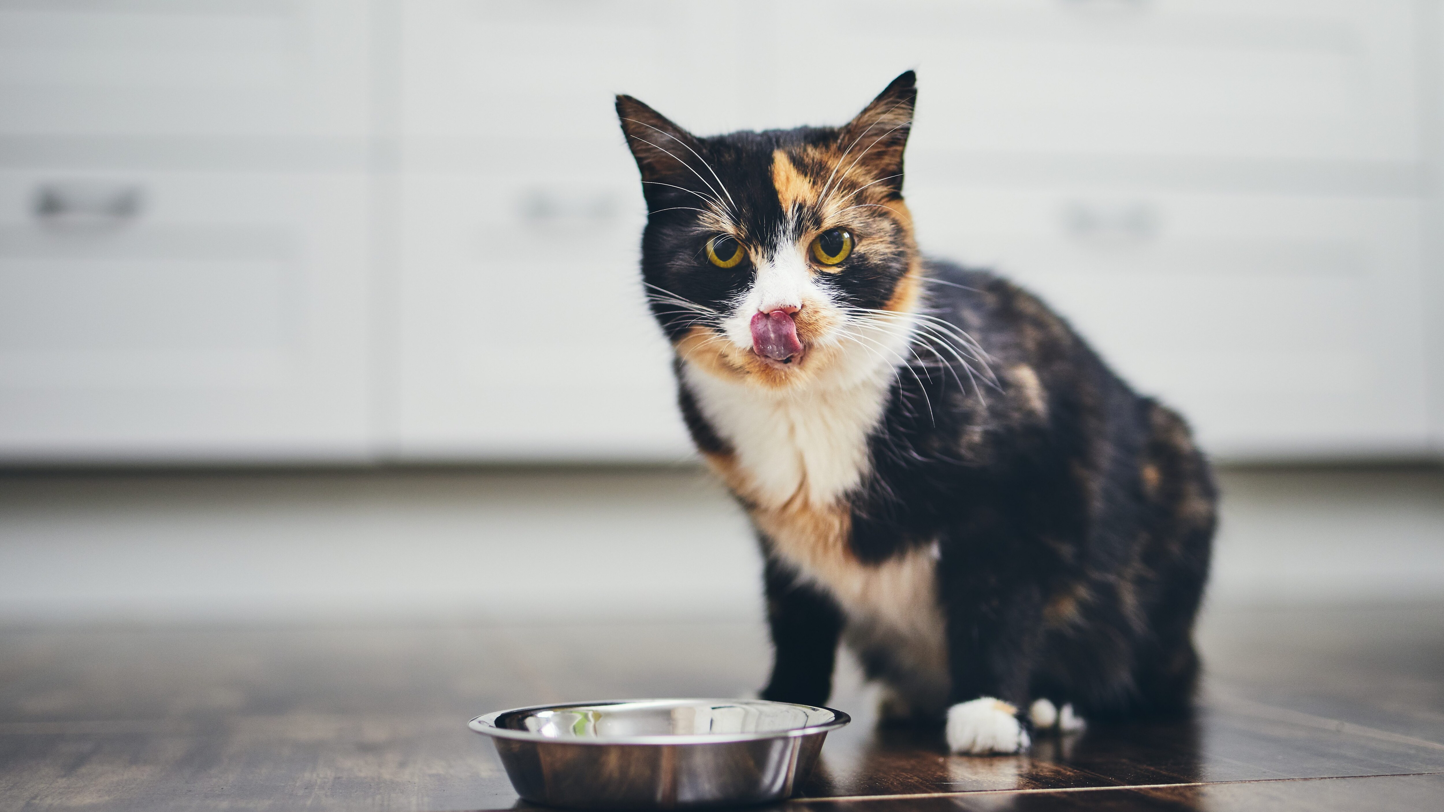 gatto cibo