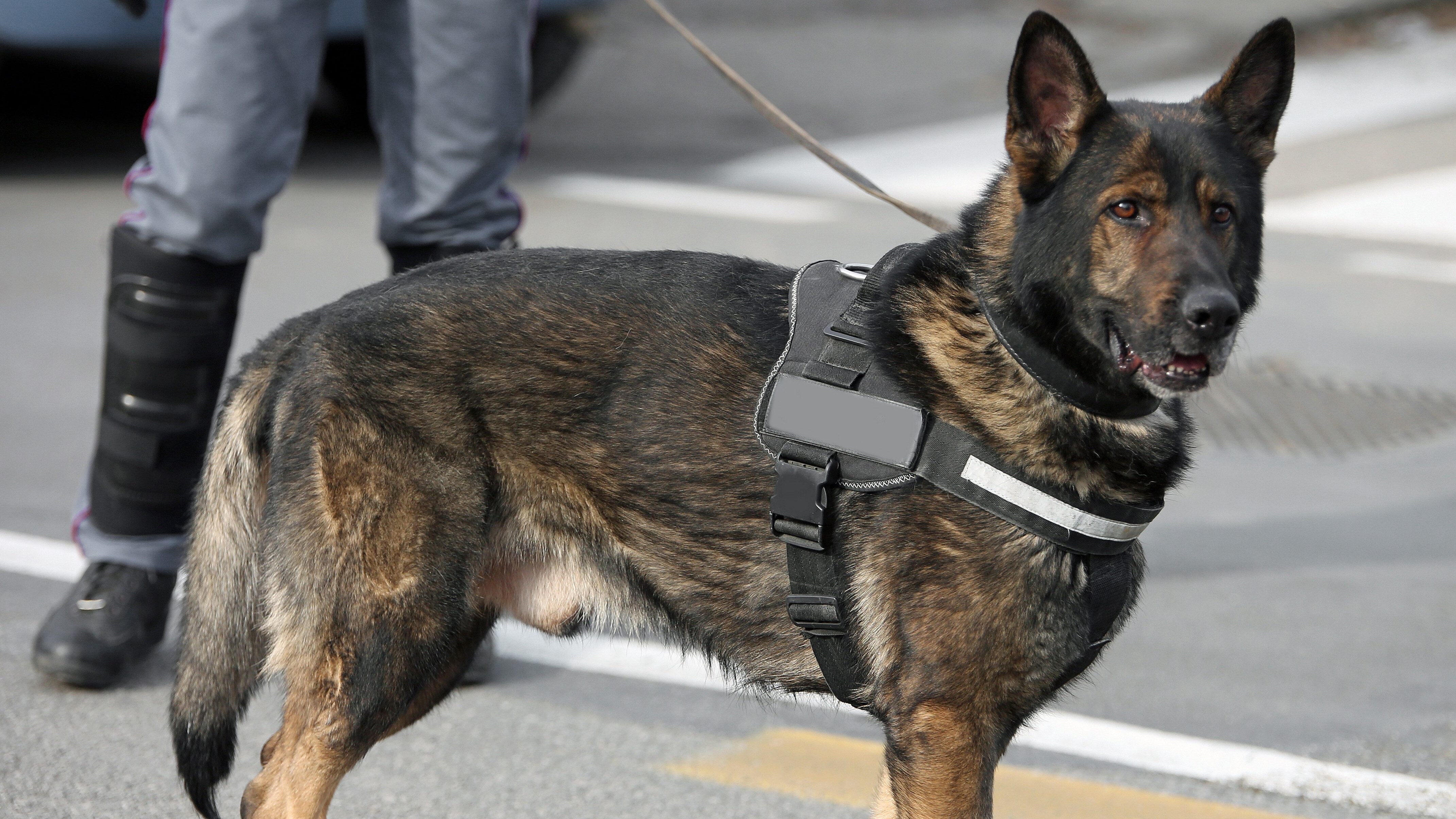 cane antidroga pastore tedesco