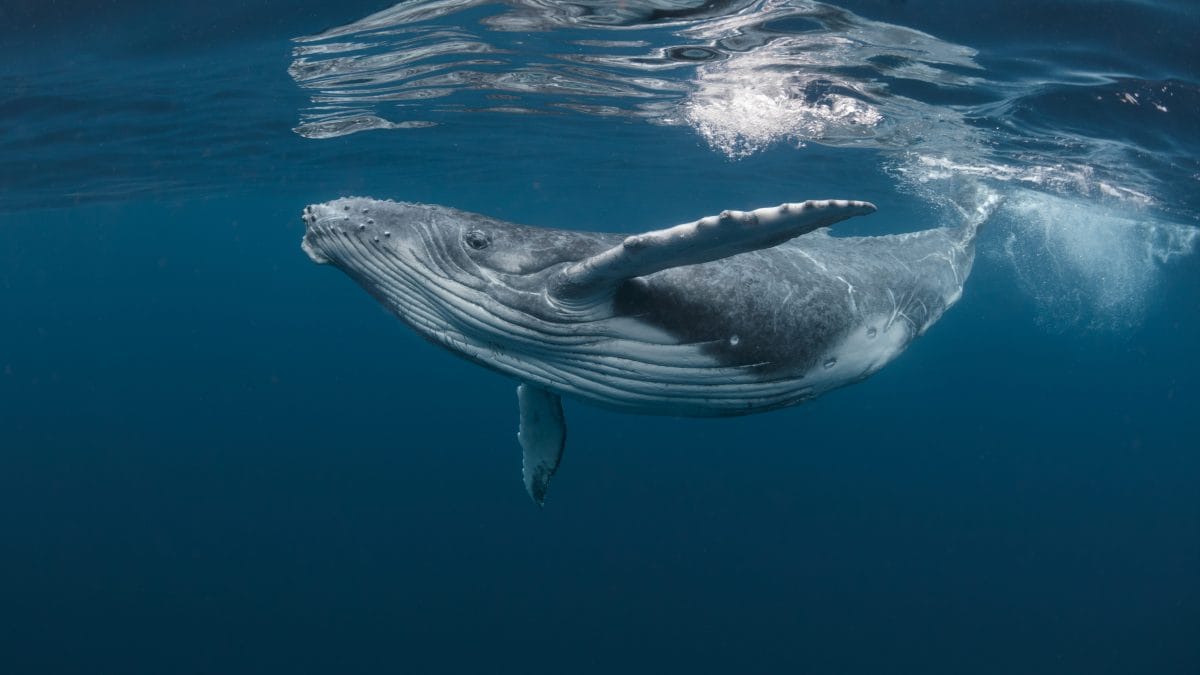balena