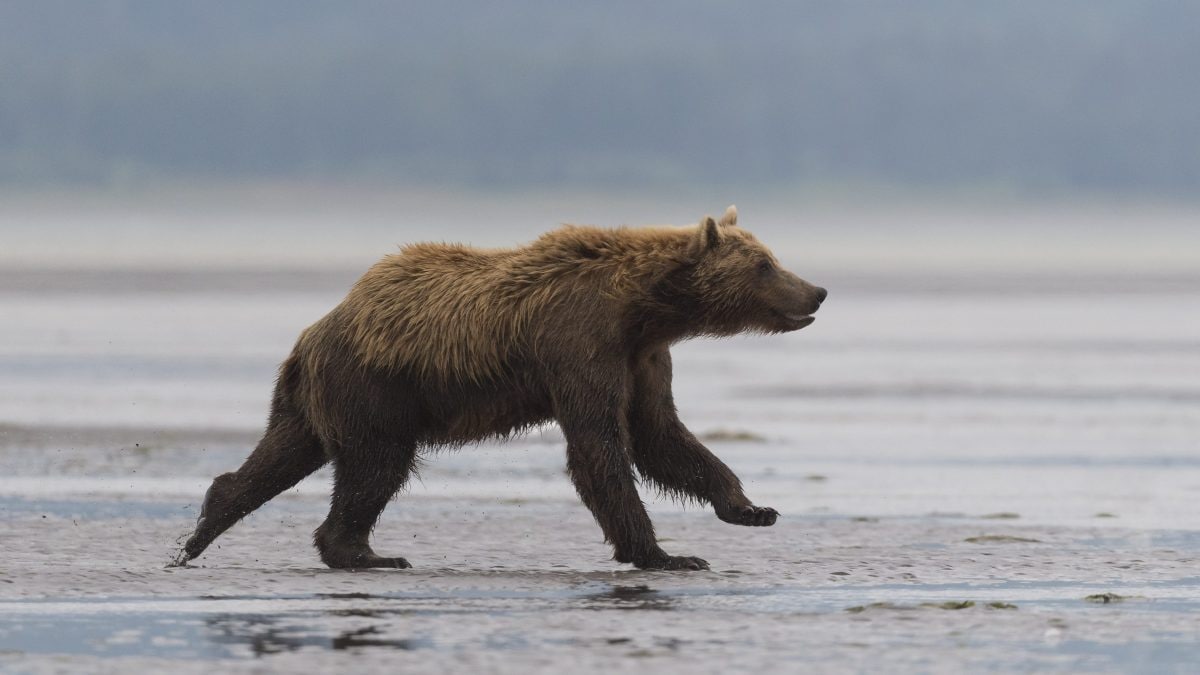 orso bruno