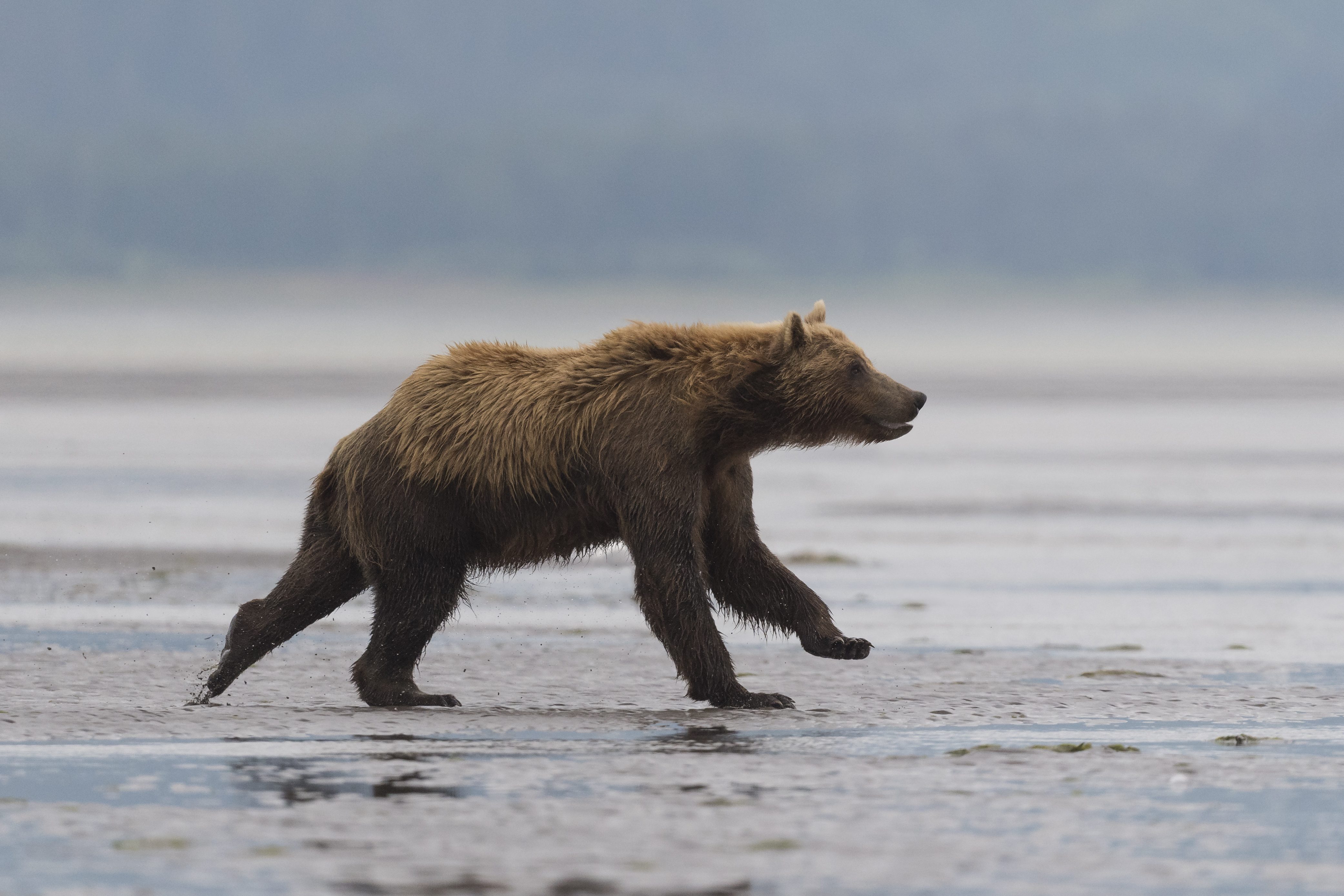 orso bruno