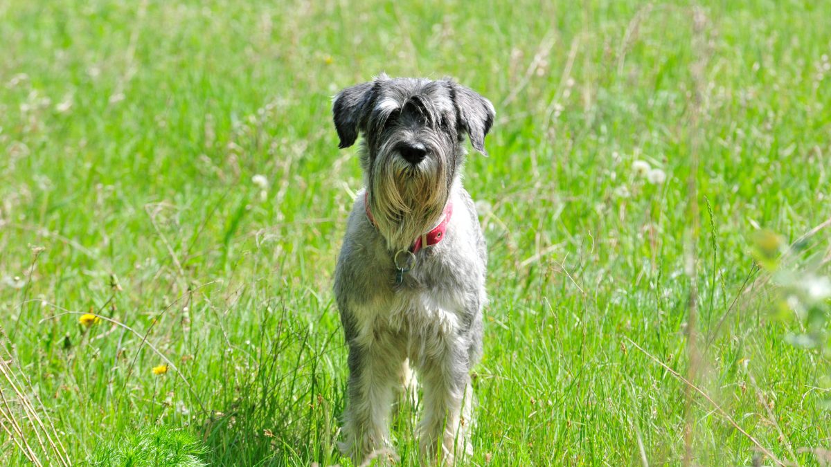 Standard Schnauzer