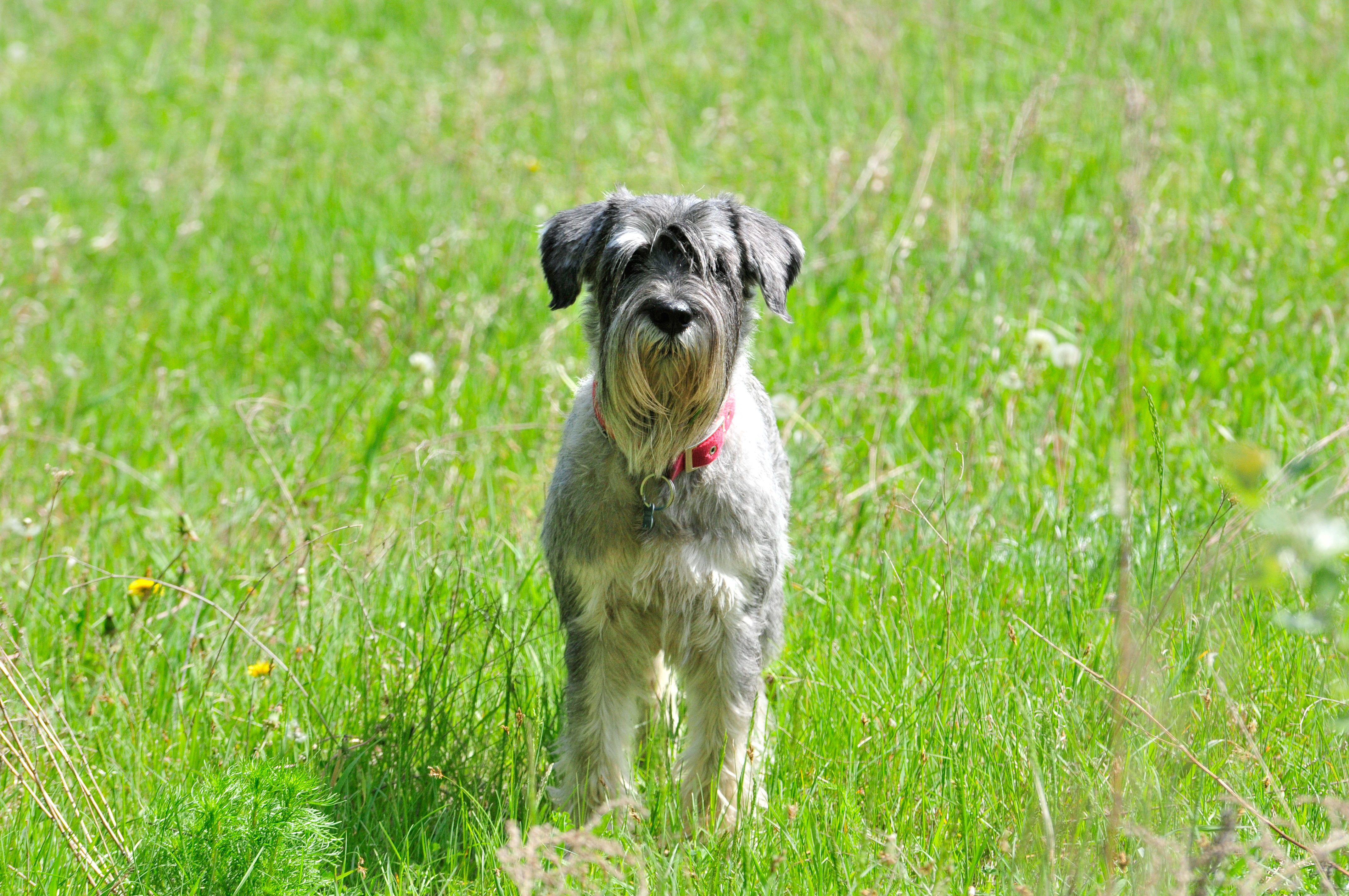 Standard Schnauzer