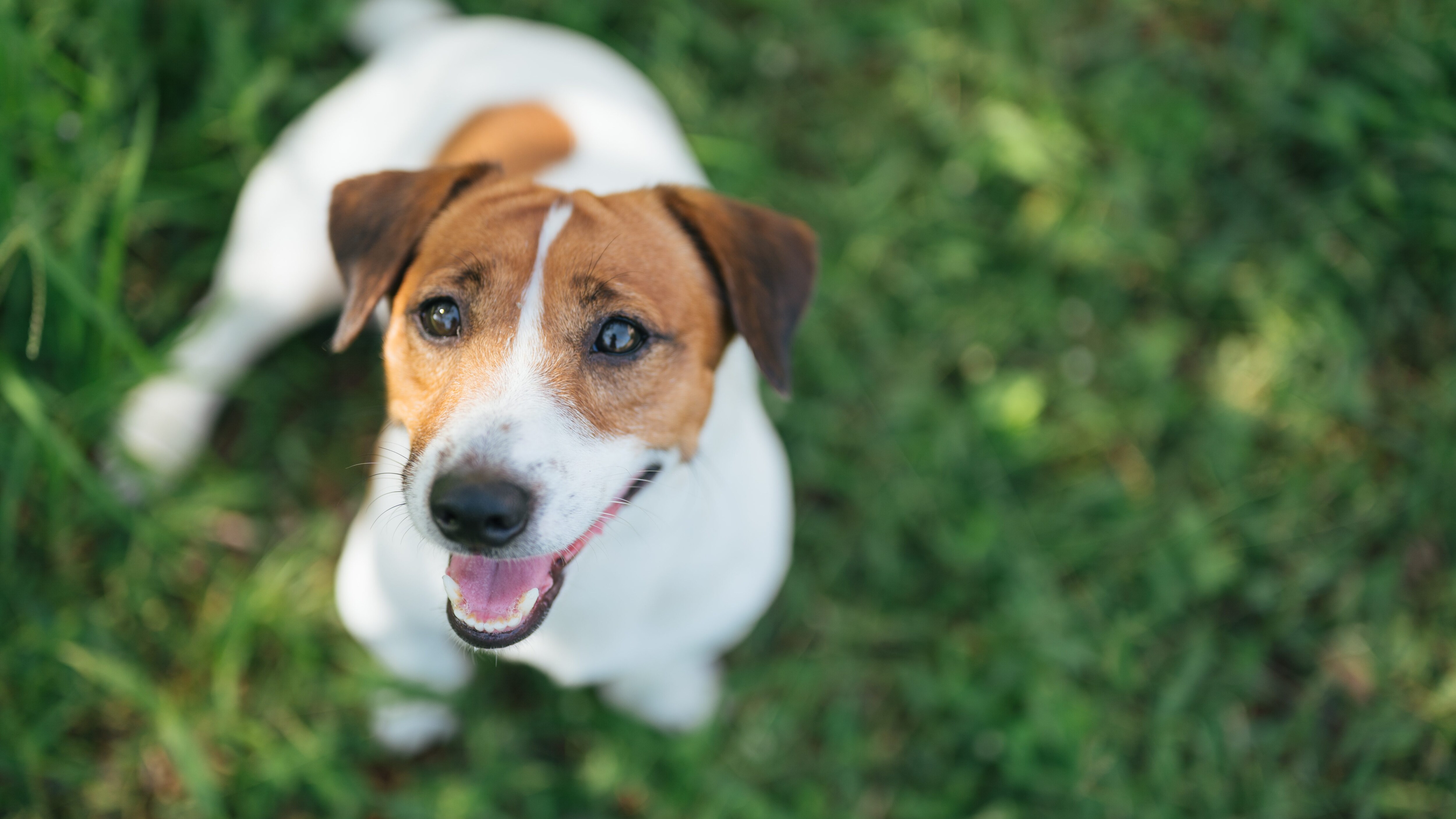 cani più longevi jack russel