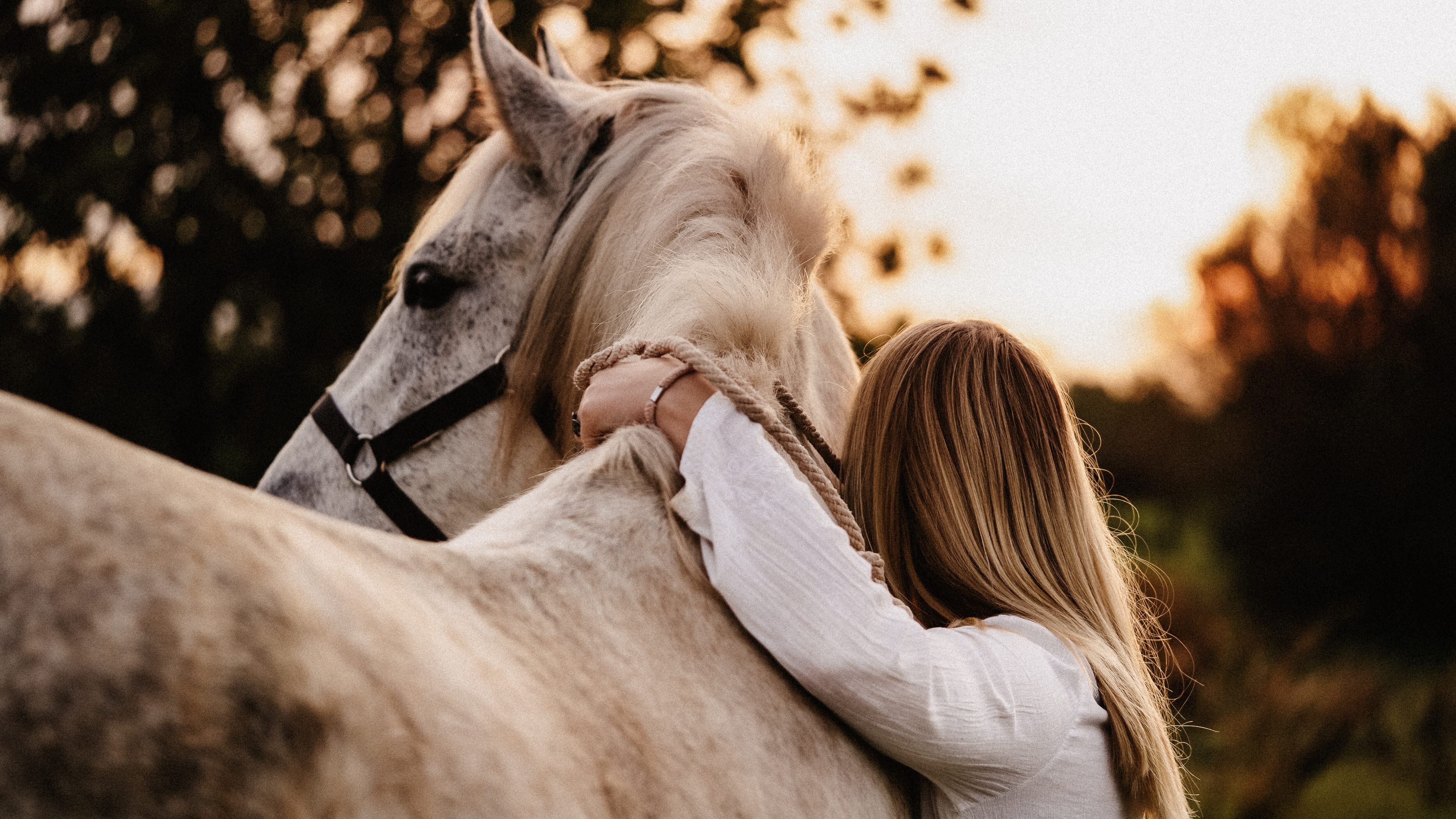 cavallo