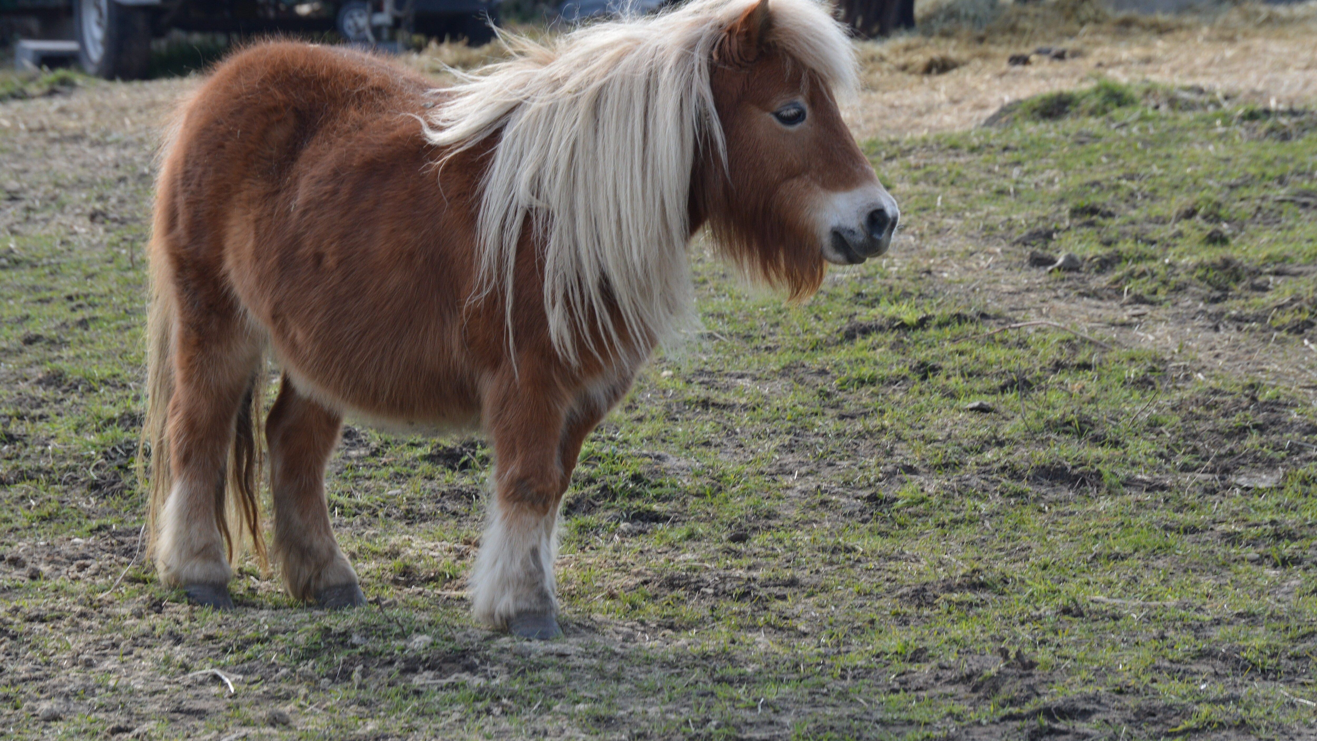 pony