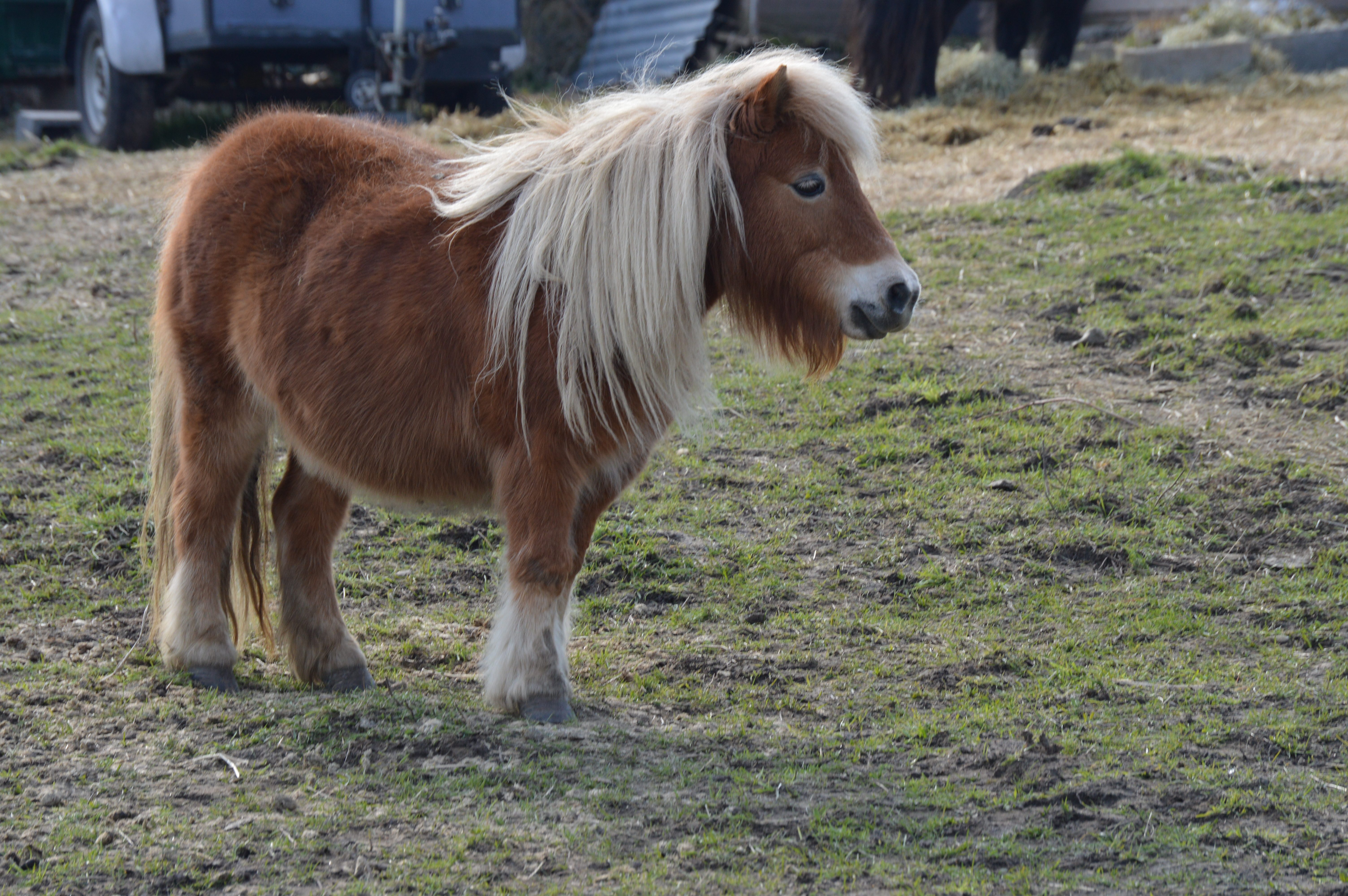 pony