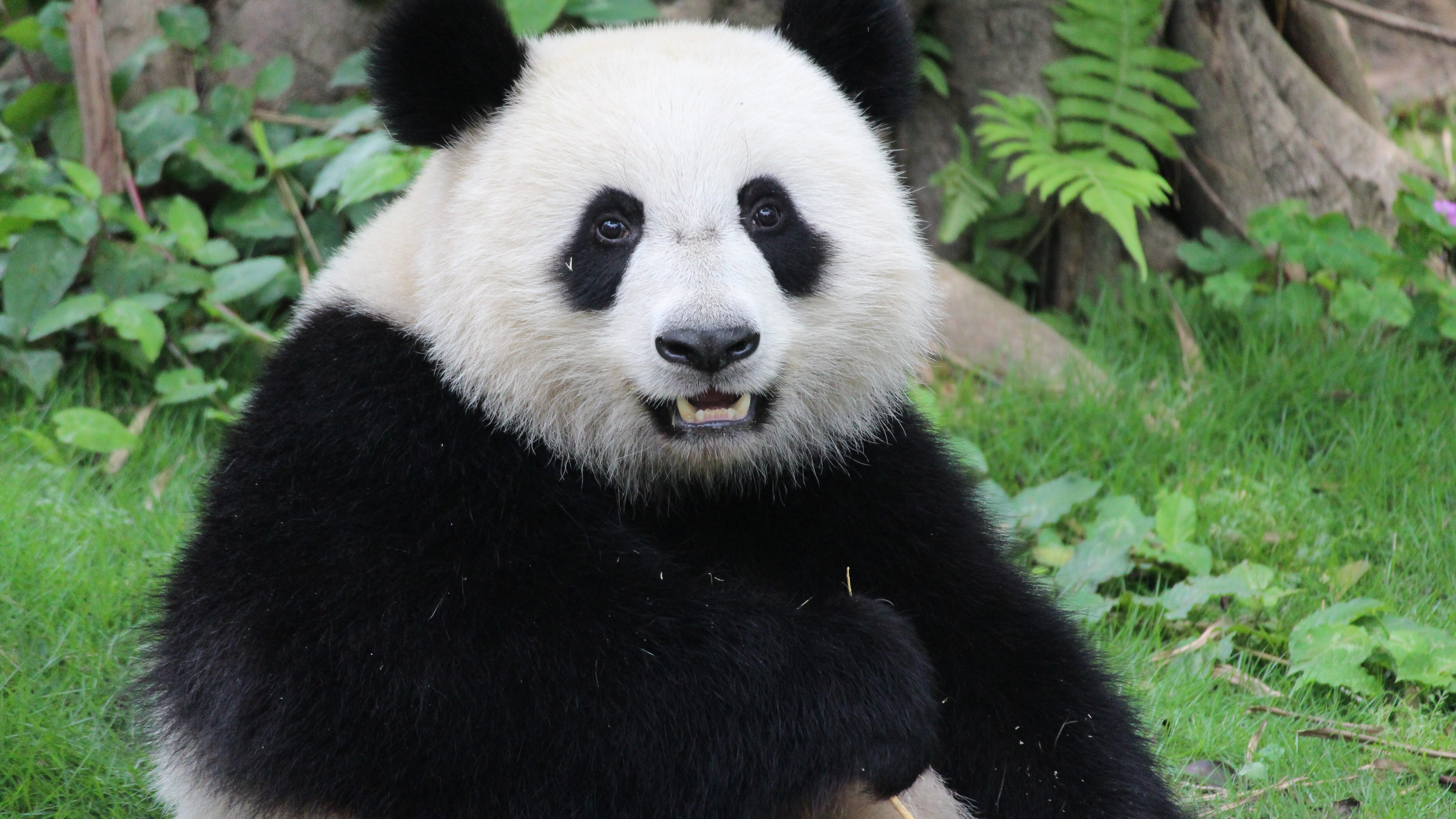 panda
