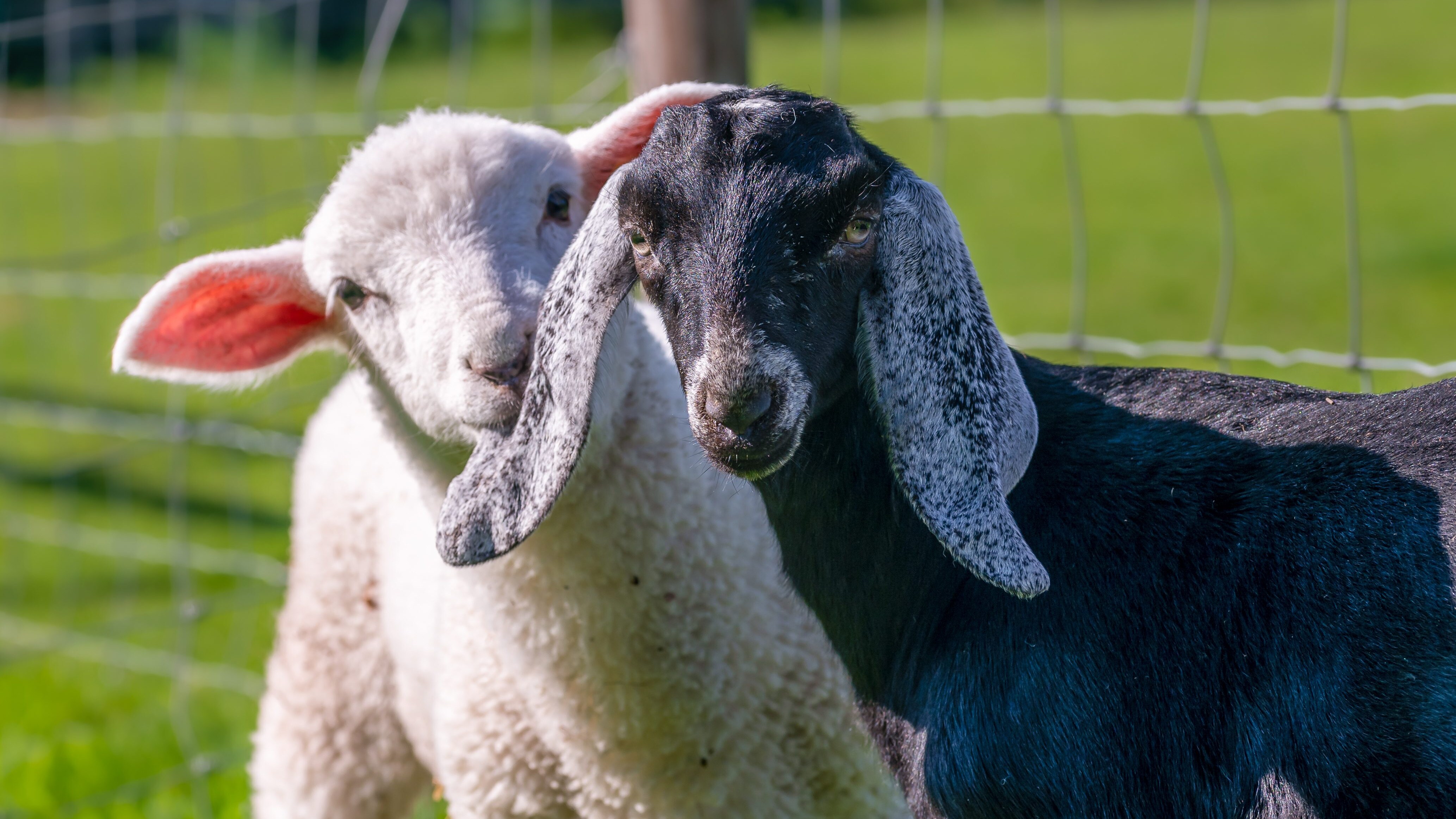 macellazione abusiva capre