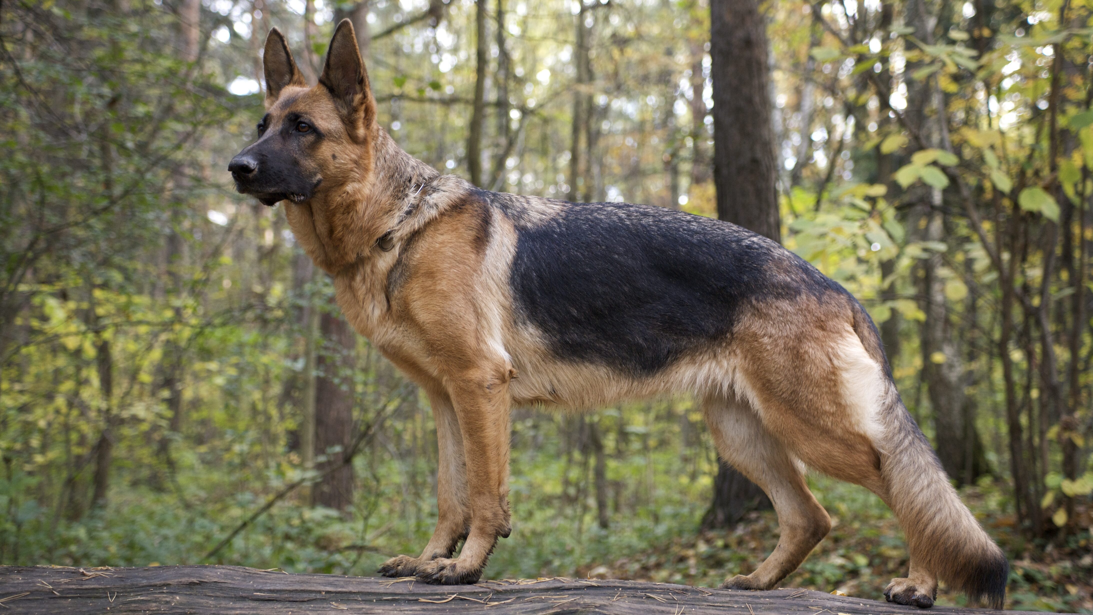 cane pastore tedesco