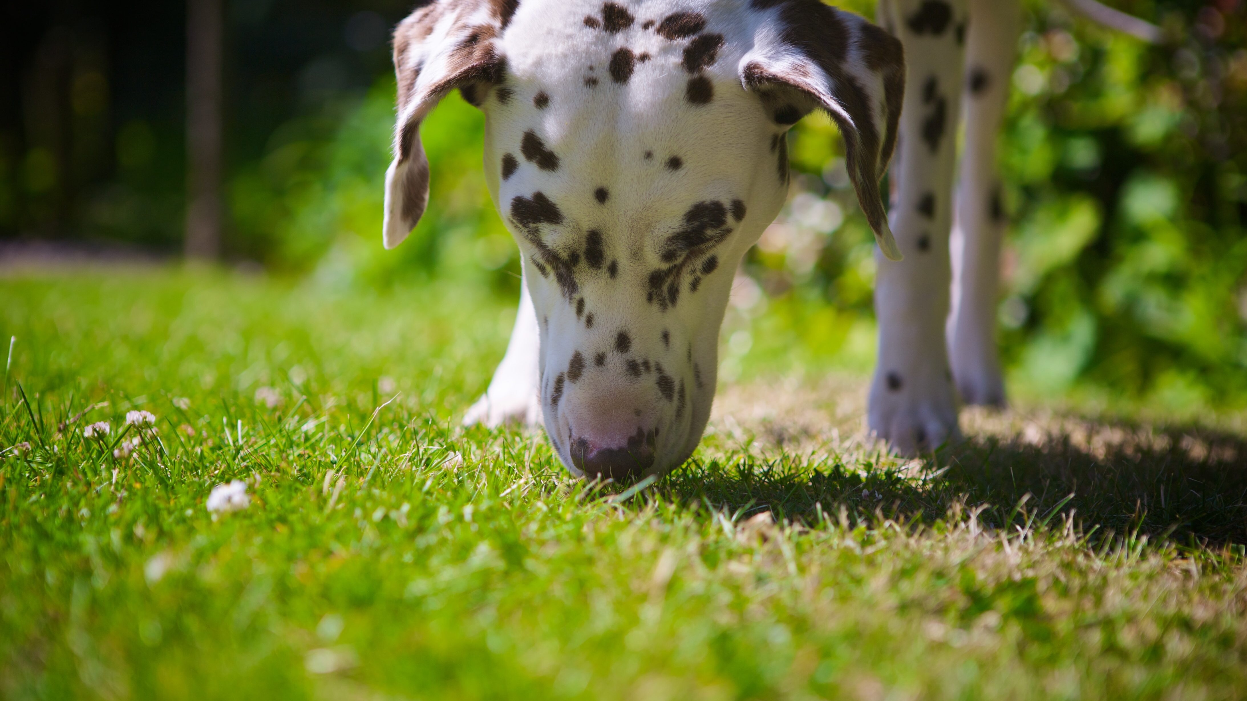 cane dalmata