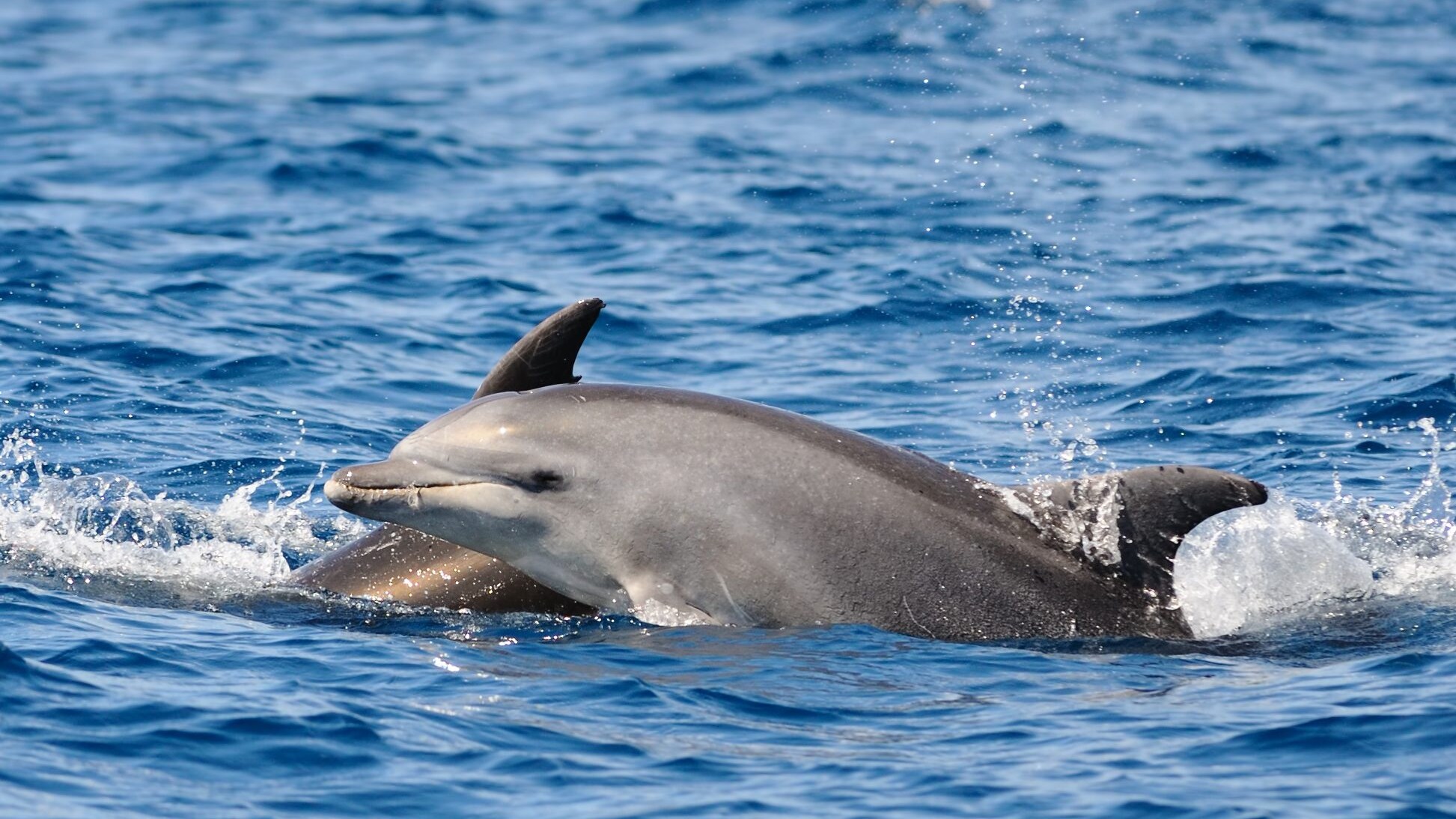 tursiope delfino