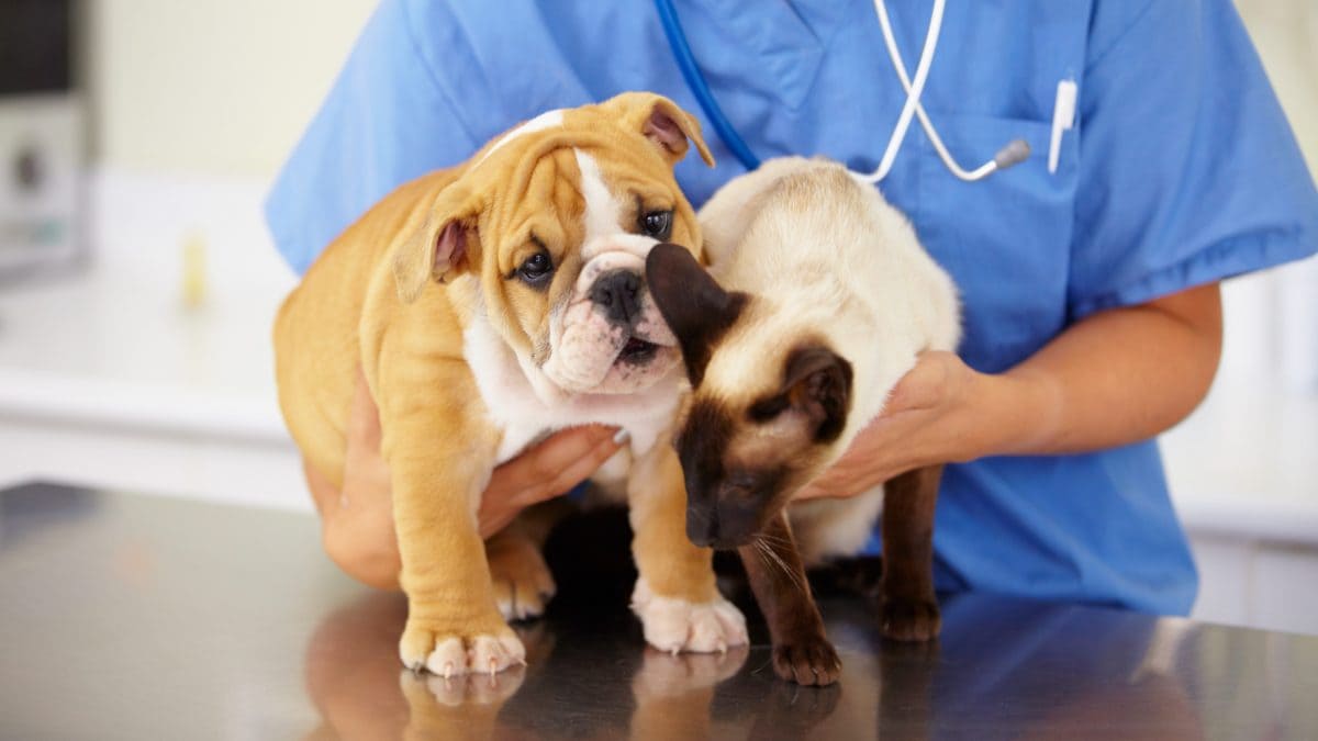 cane gatto veterinario
