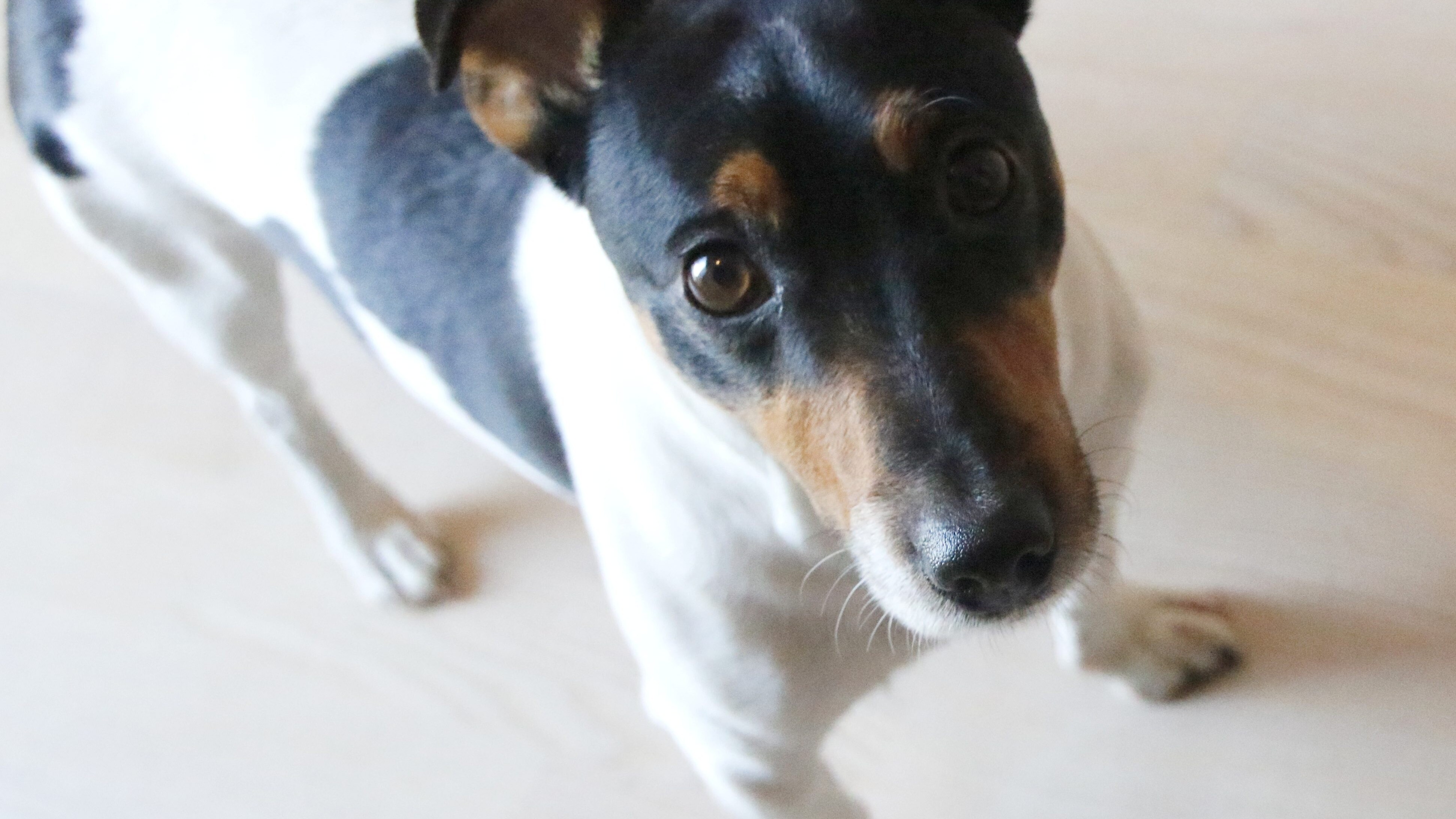 Jack Russell Terrier