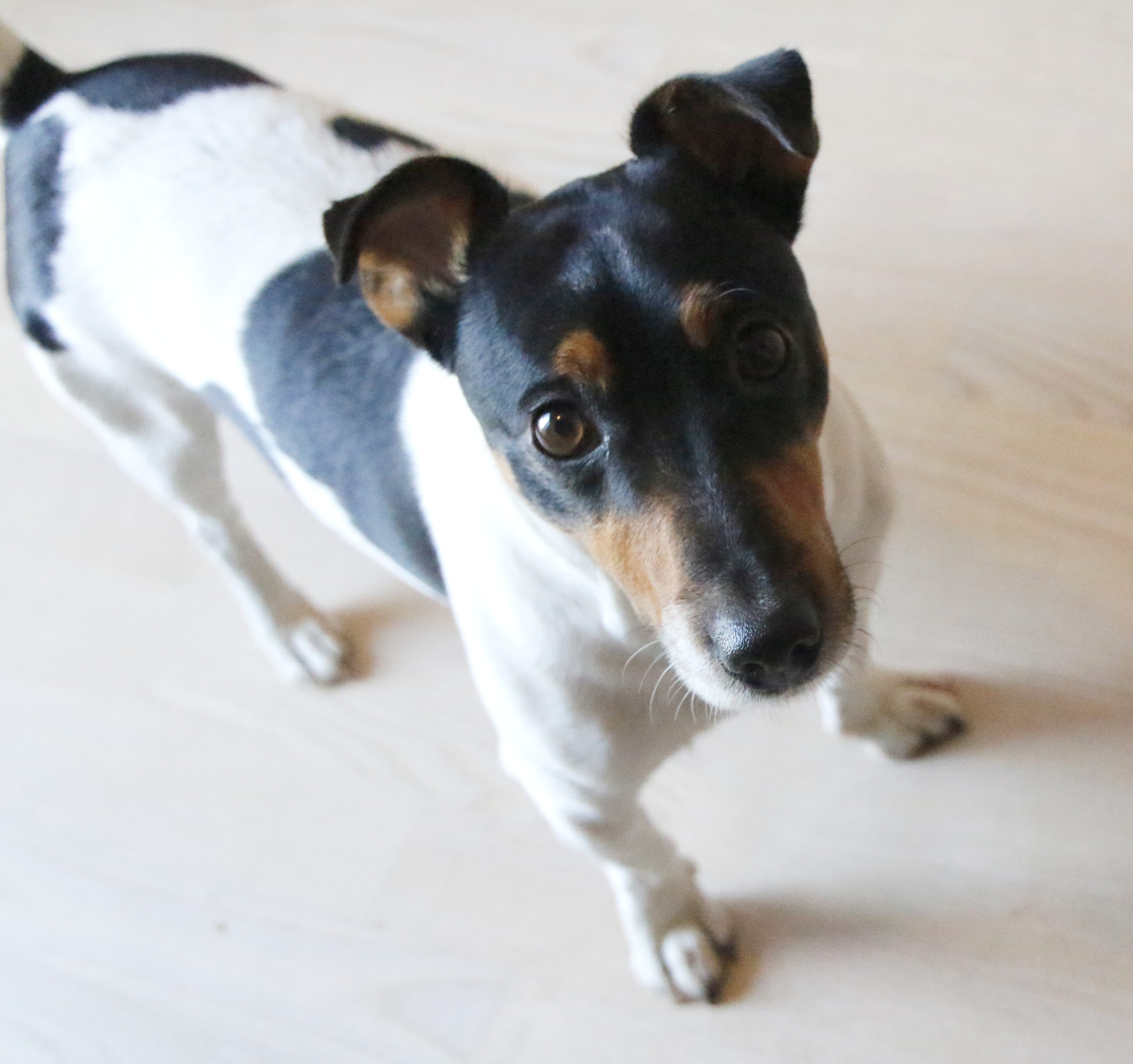 Jack Russell Terrier