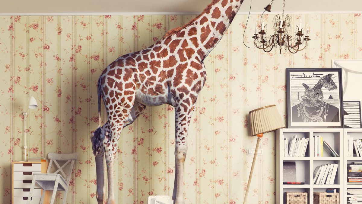 animali esotici casa