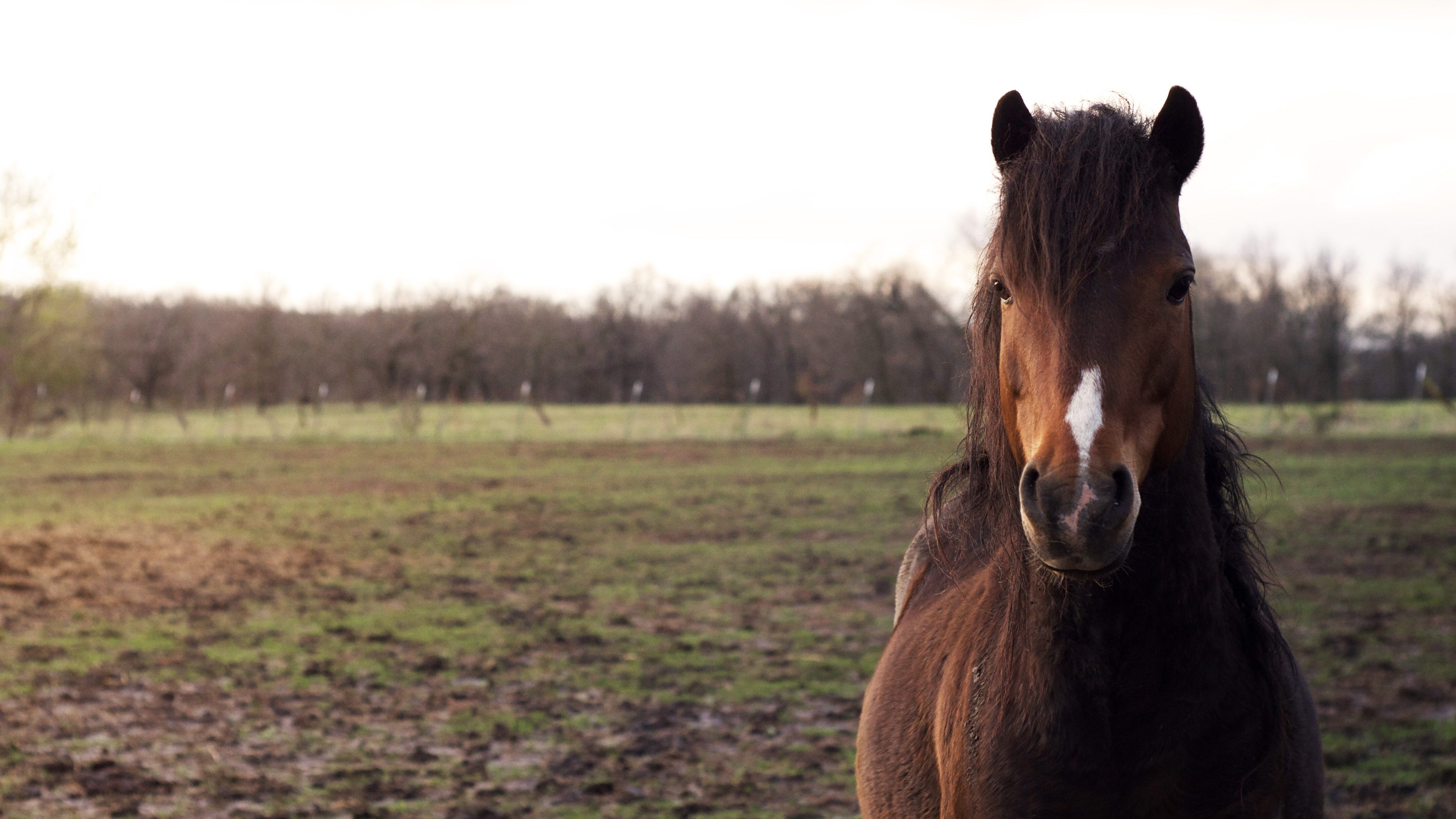 pony acate
