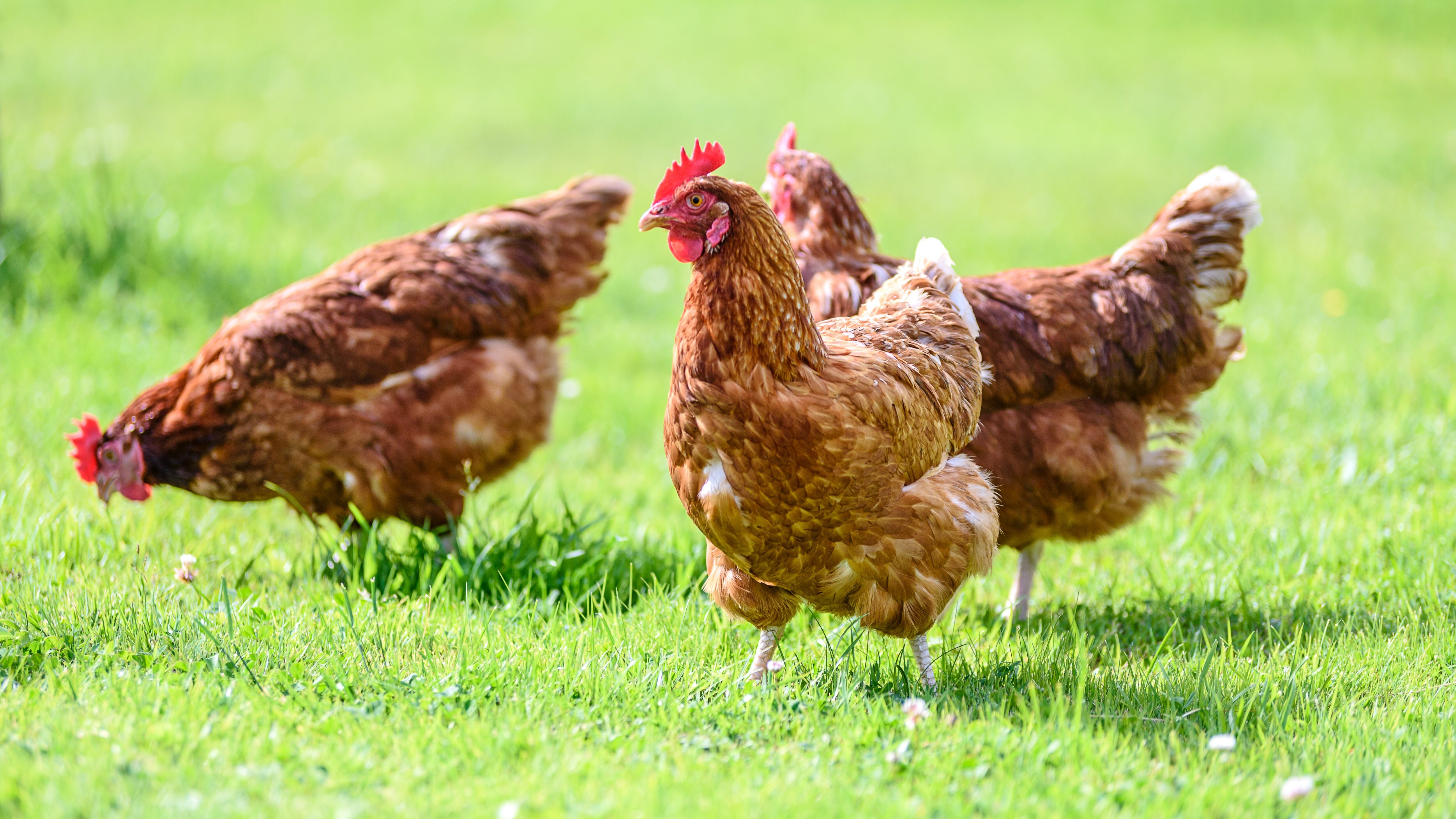 galline