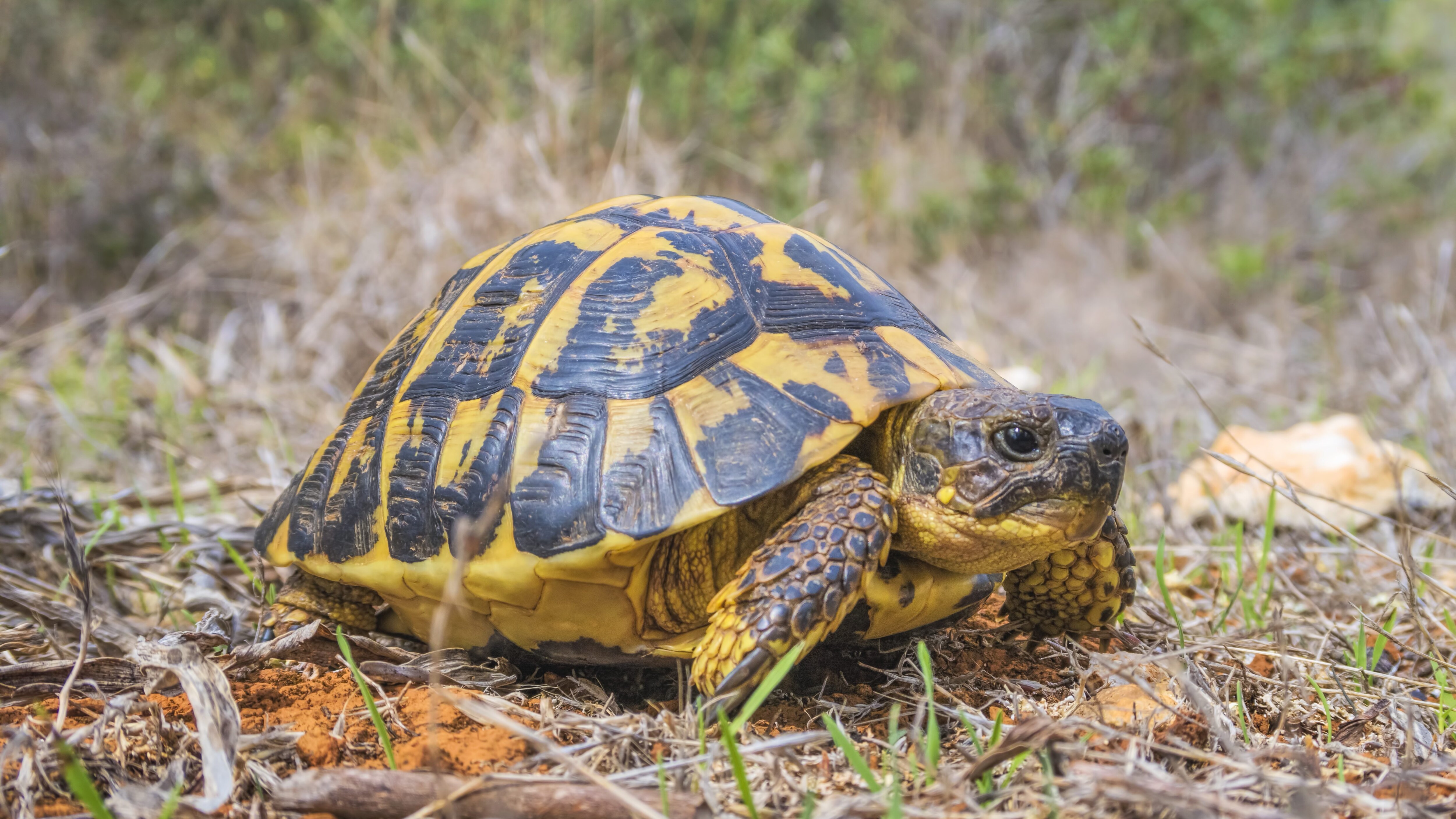 Testuggine di terra tartarugaTestudo hermanni