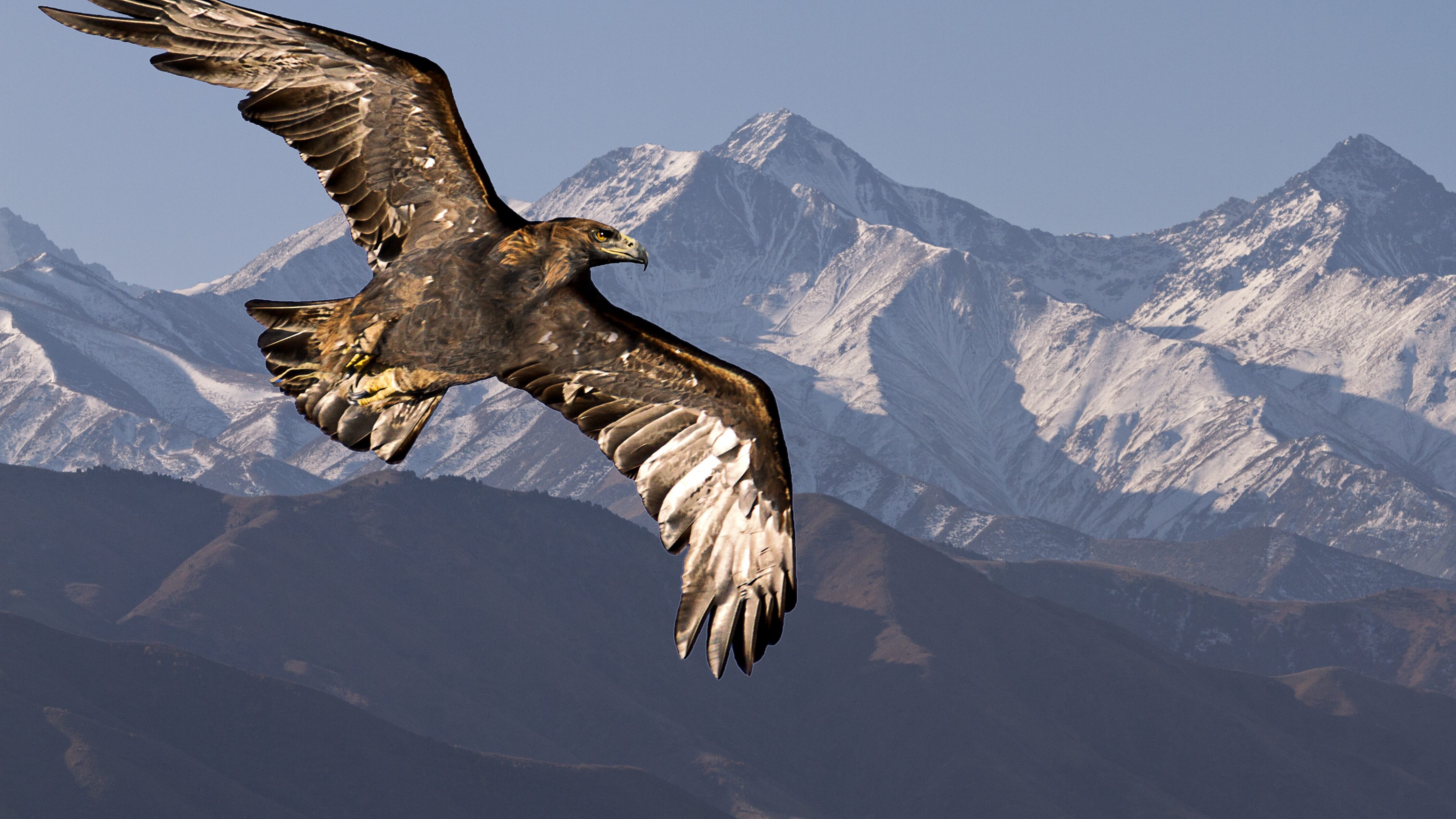 Aquila reale