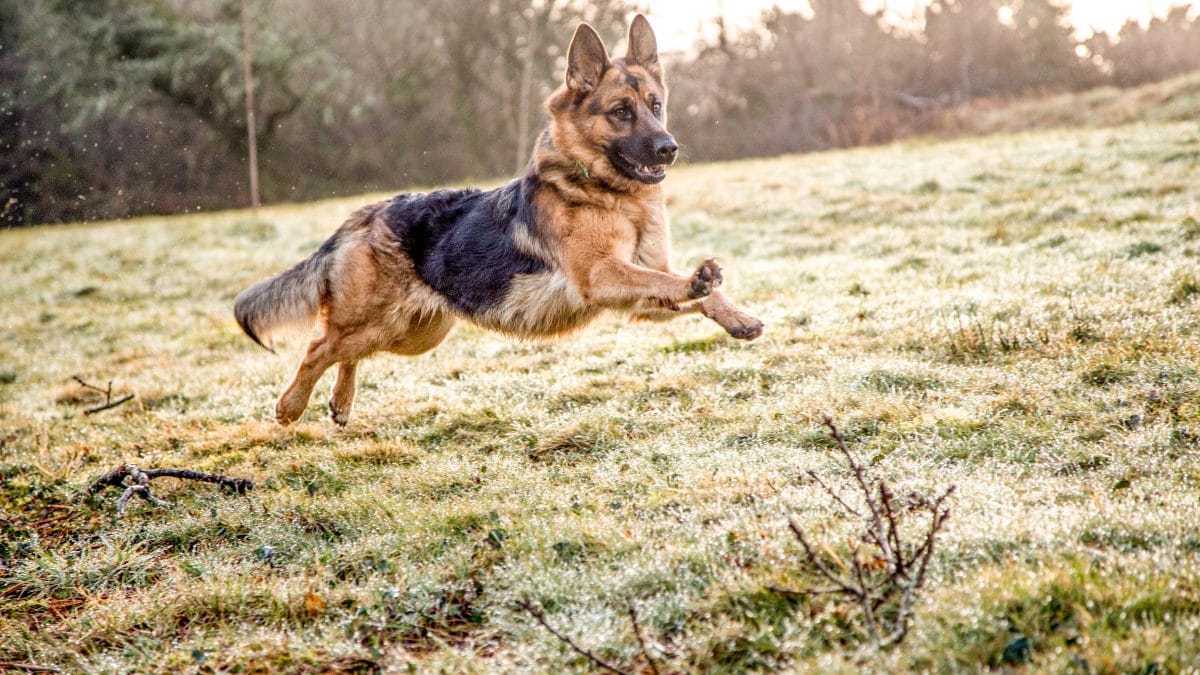 cane Pastore tedesco