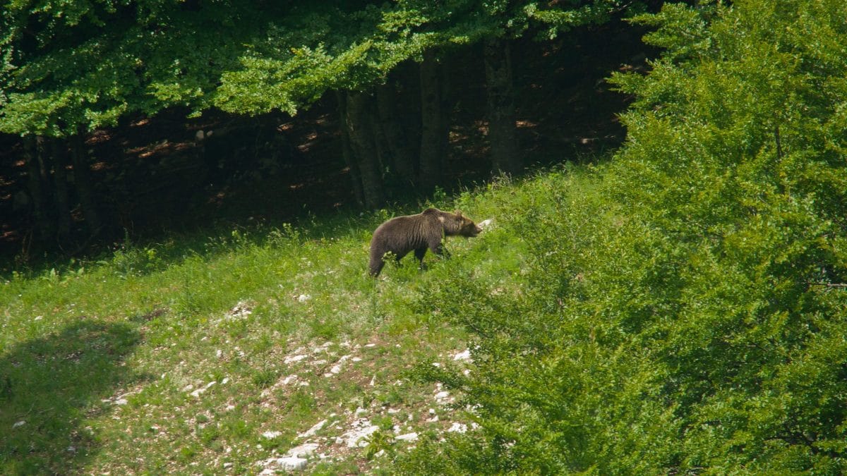 orso marsicano
