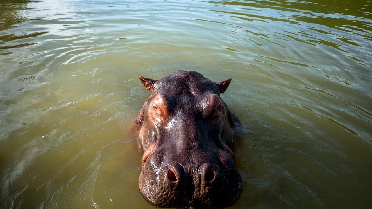 ippopotamo colombia