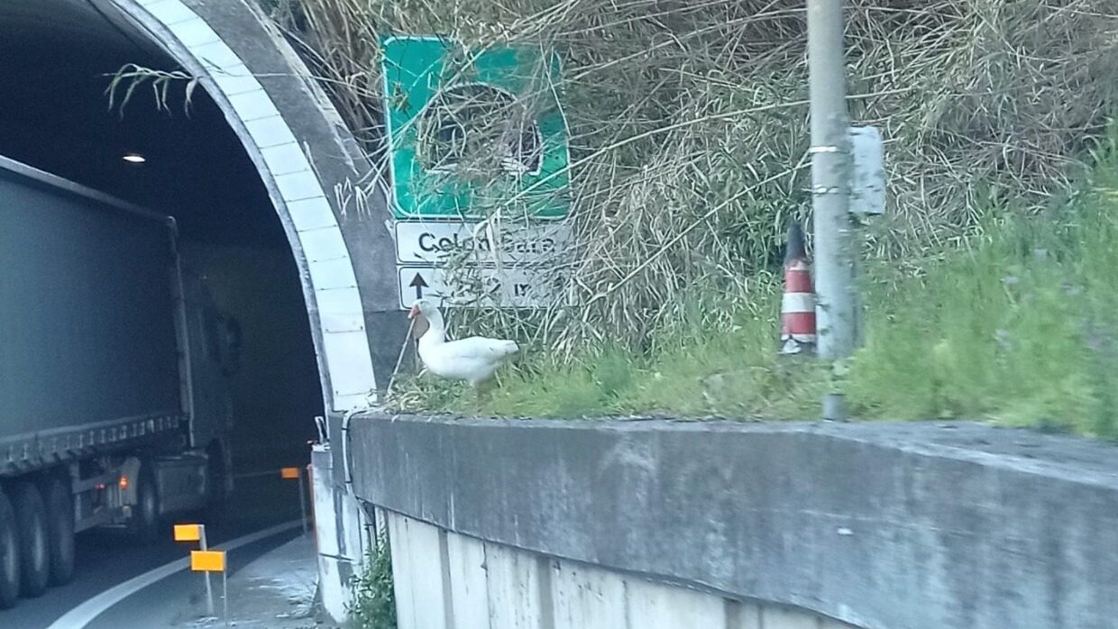 oca autostrada