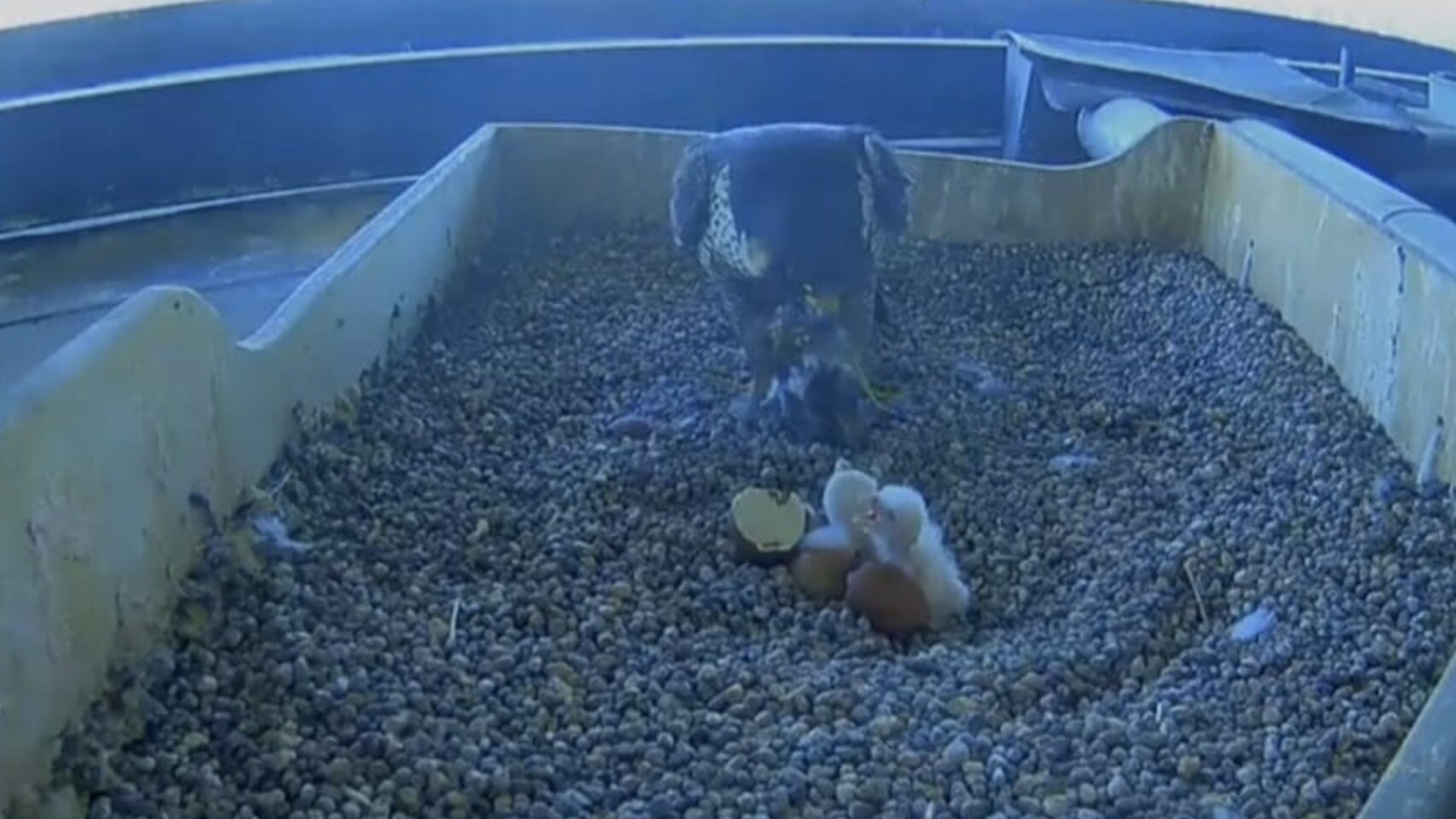 falchi pellegrini pirellone