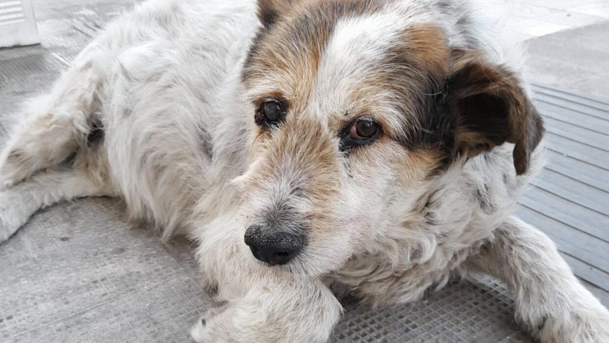 Rufus il cane libero di Molfetta