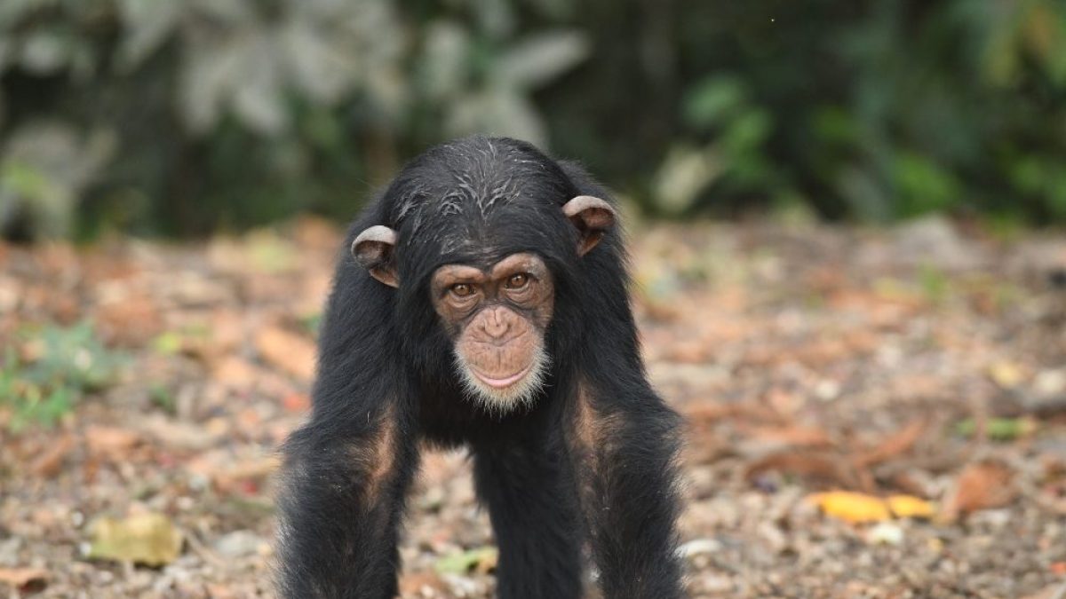 scimpanze
