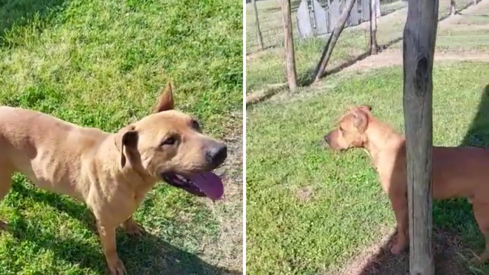 pitbull peter combattimenti