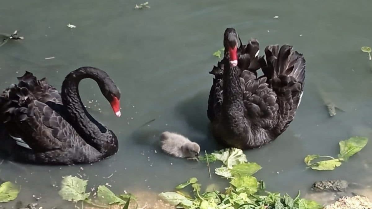Cigno nero