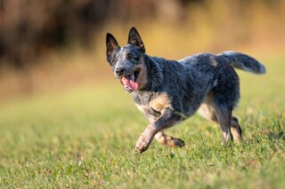 Adesivo 'Attenzione Al Cane Cattle Dog' 15x10 Cm, Plastificato, Per Esterni, Resistente 5 Anni, Made In France