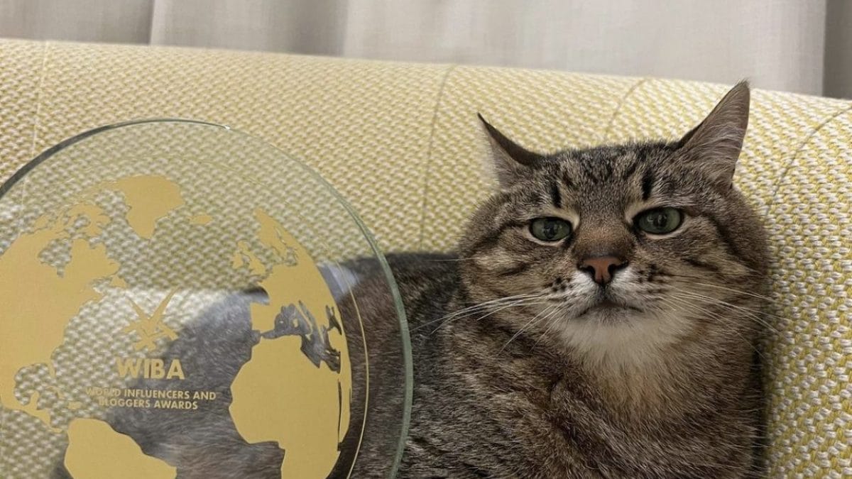 Gatto stepan
