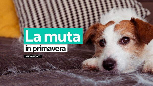 muta cane