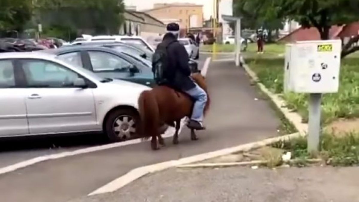 pony maltrattato acate