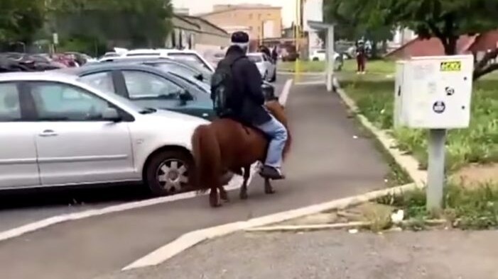 pony maltrattato acate