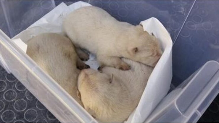 cuccioli cavalcavia san giovanni rotondo