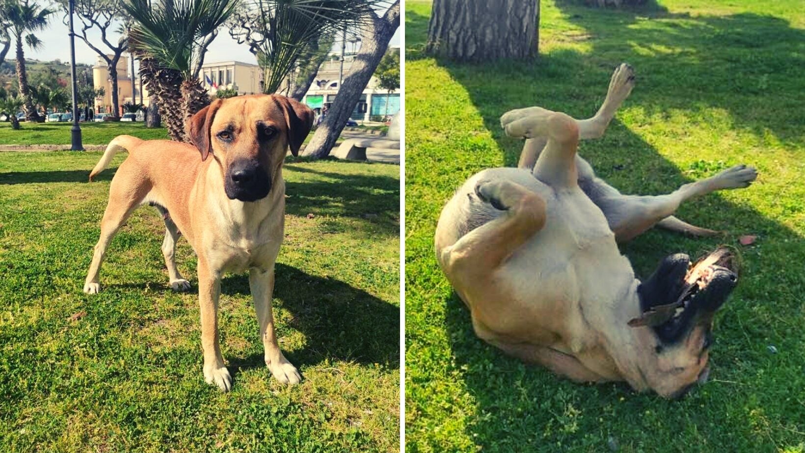 mamy cane libero