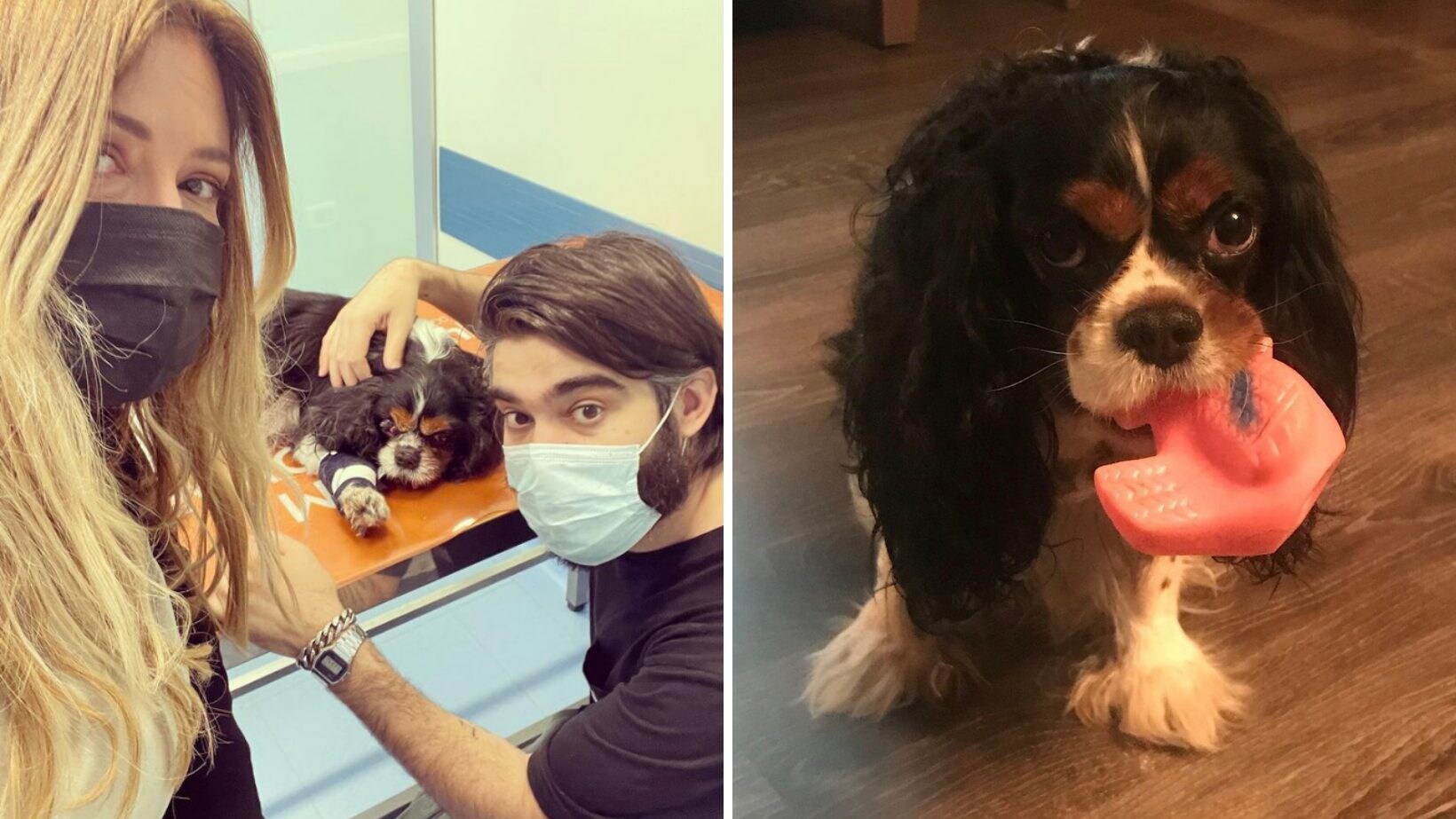 selvaggia lucarelli cane