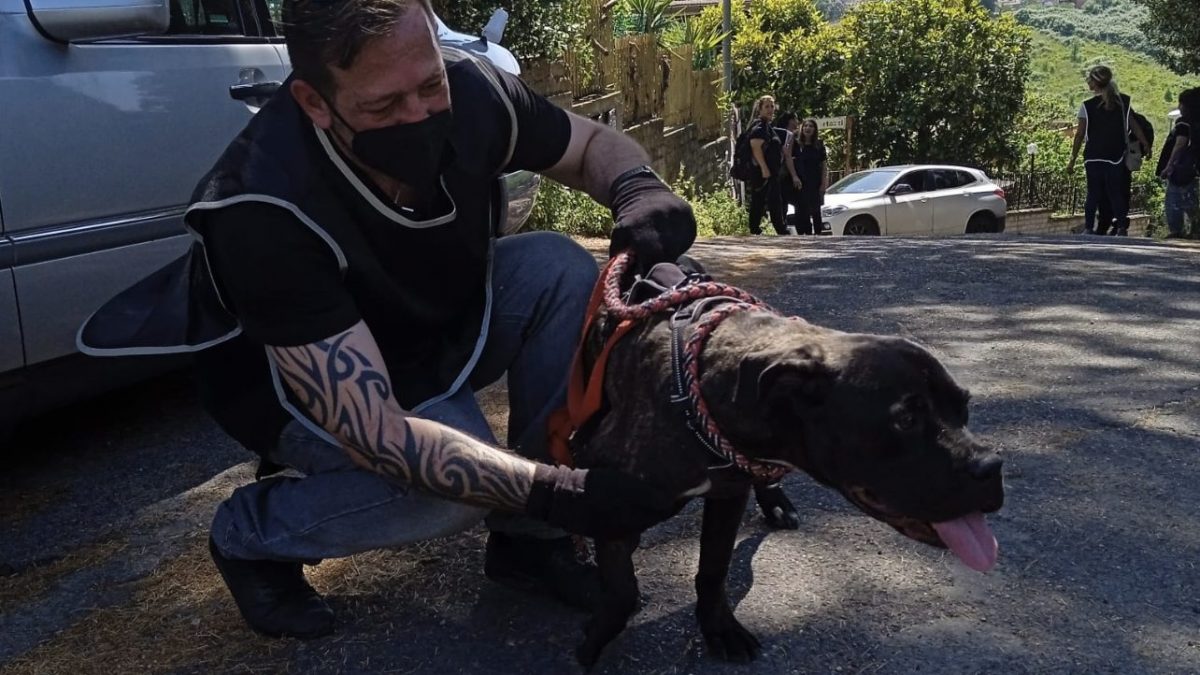 cagnolina abbandonata roma