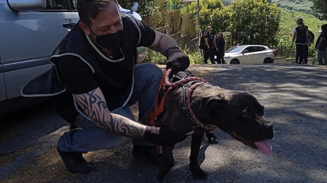 cagnolina abbandonata roma