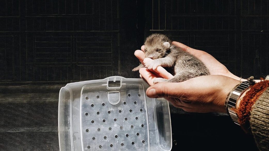 cucciolo faina gatto