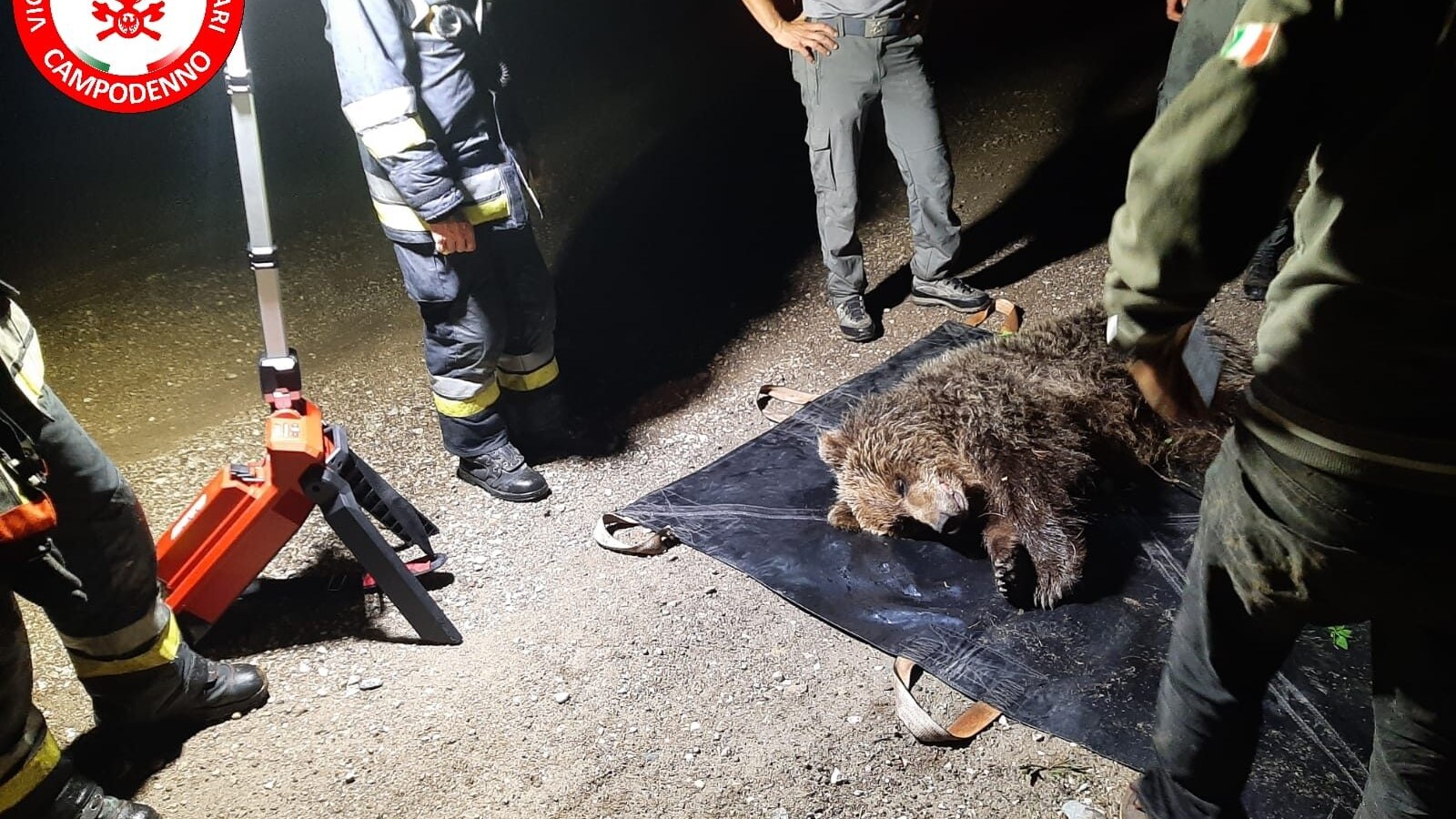 cucciolo orso trentino investito