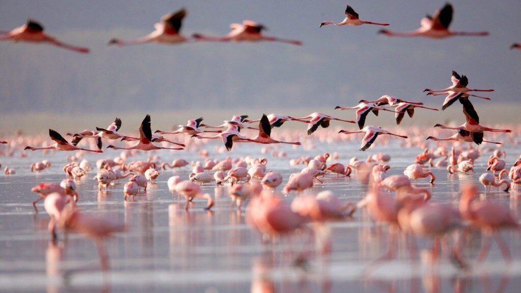 fenicotteri rosa