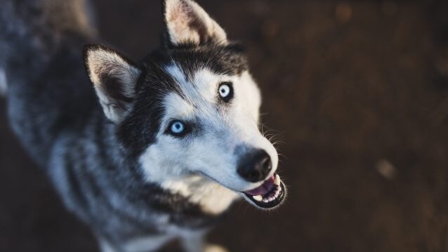 husky